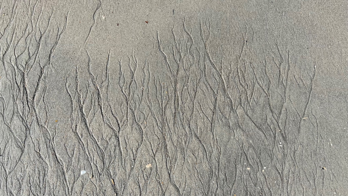 a sandy beach covered in lots of thin trees