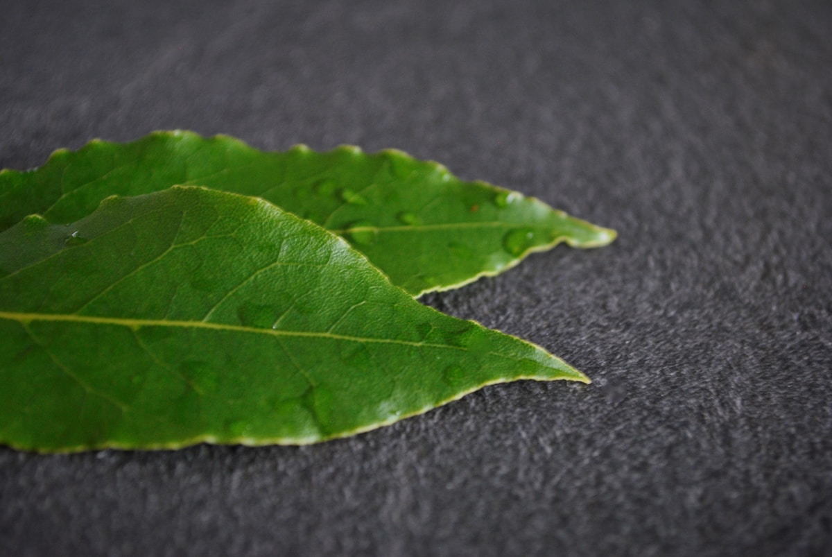 Feuille verte brillante avec des gouttes d'eau sur une surface sombre.