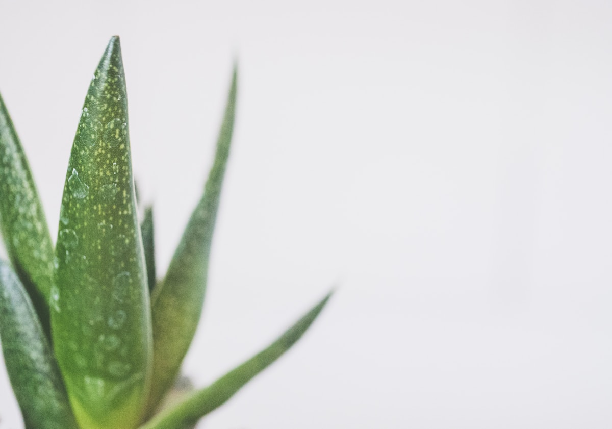 Feuilles vertes d'une plante succulente avec des gouttes d'eau.