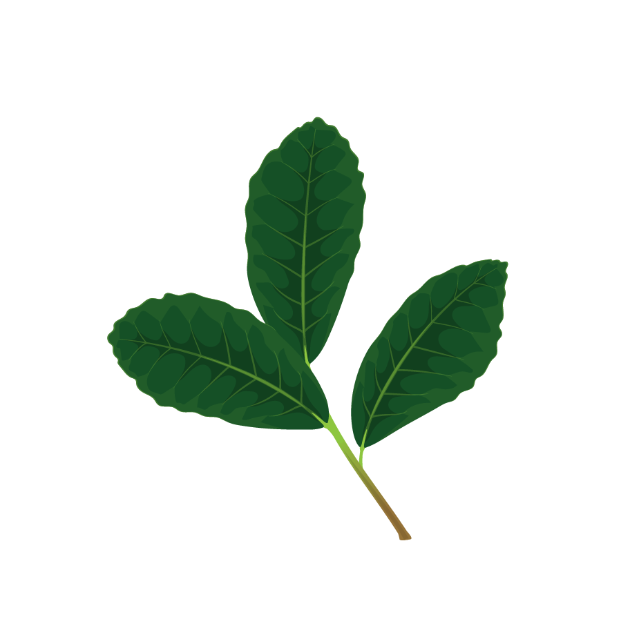 Illustration de feuilles de yerba maté séchées.