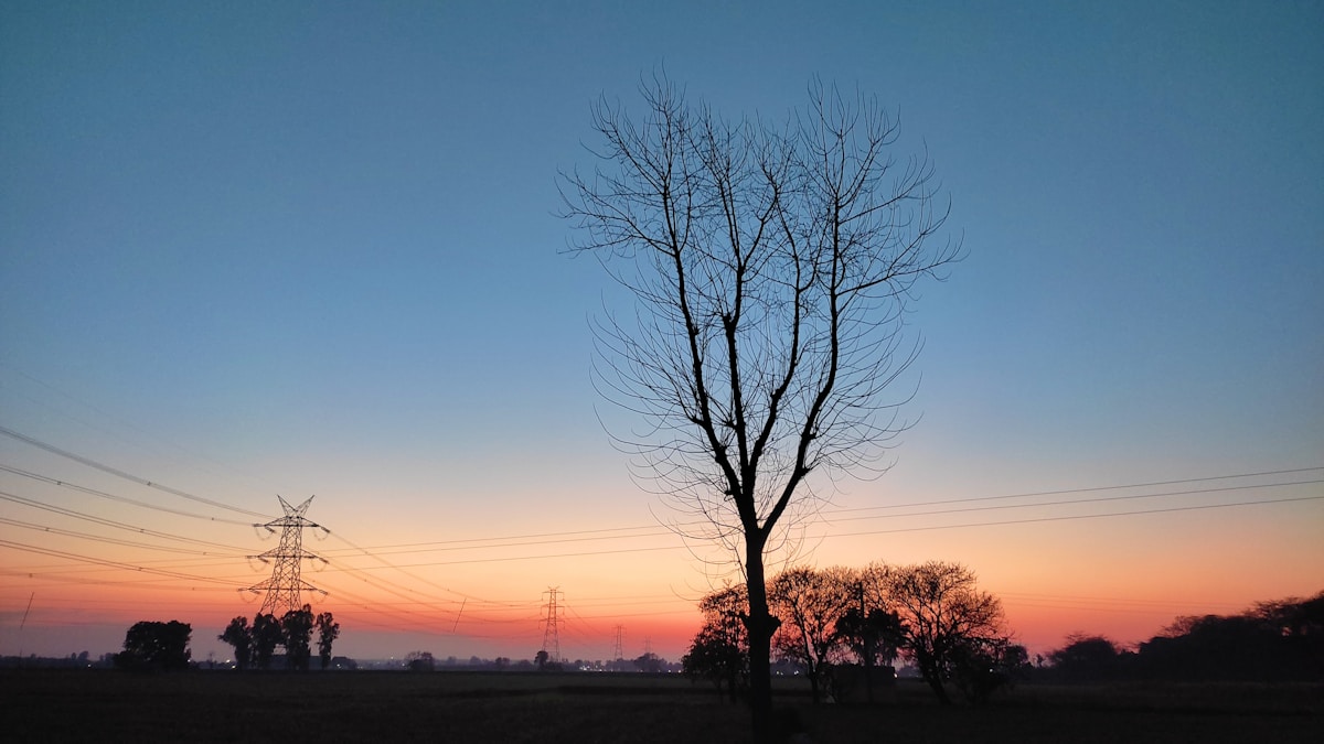a lone tree in a field at sunset
