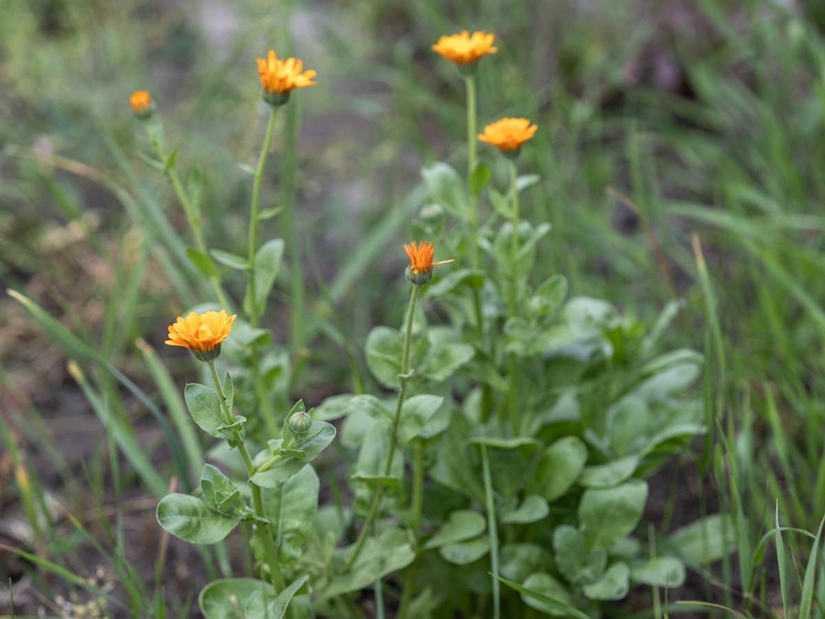 Fleurs de souci orange vif dans un champ verdoyant.