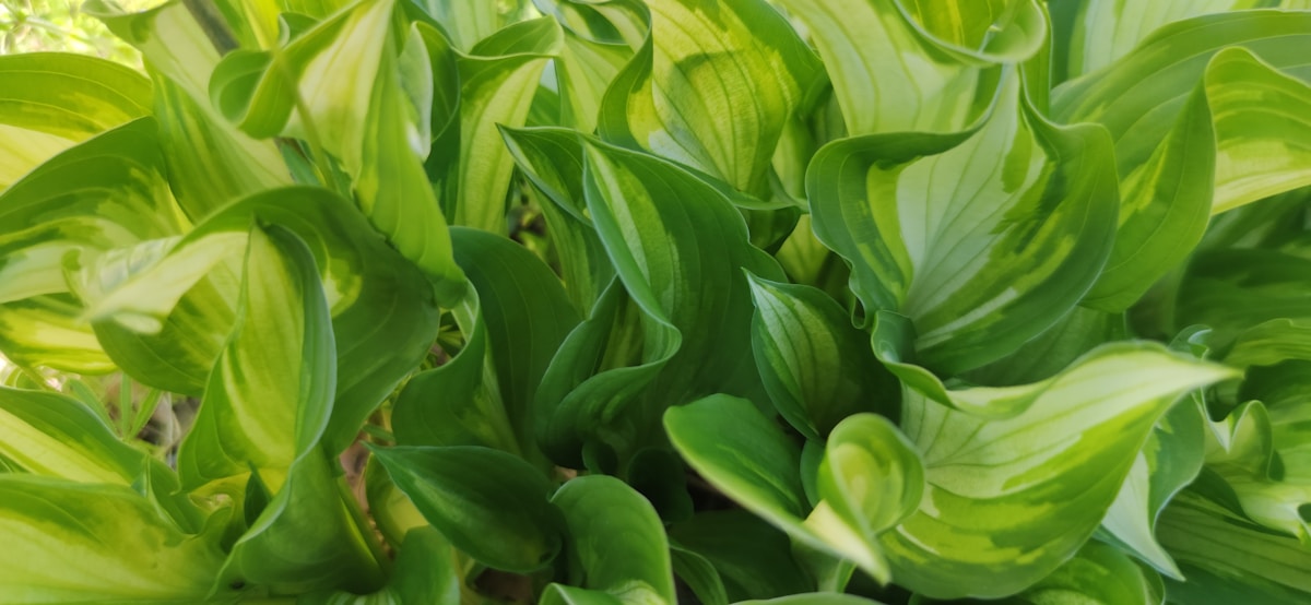 Feuillage vert luxuriant, motifs foliaires variés et textures vibrantes.