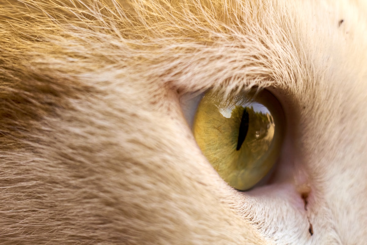 a close up of a cat's green eye