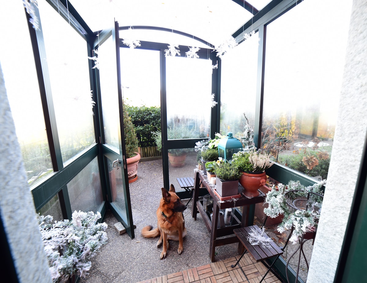 Jardin d'hiver avec chien, plantes et mobilier de terrasse.