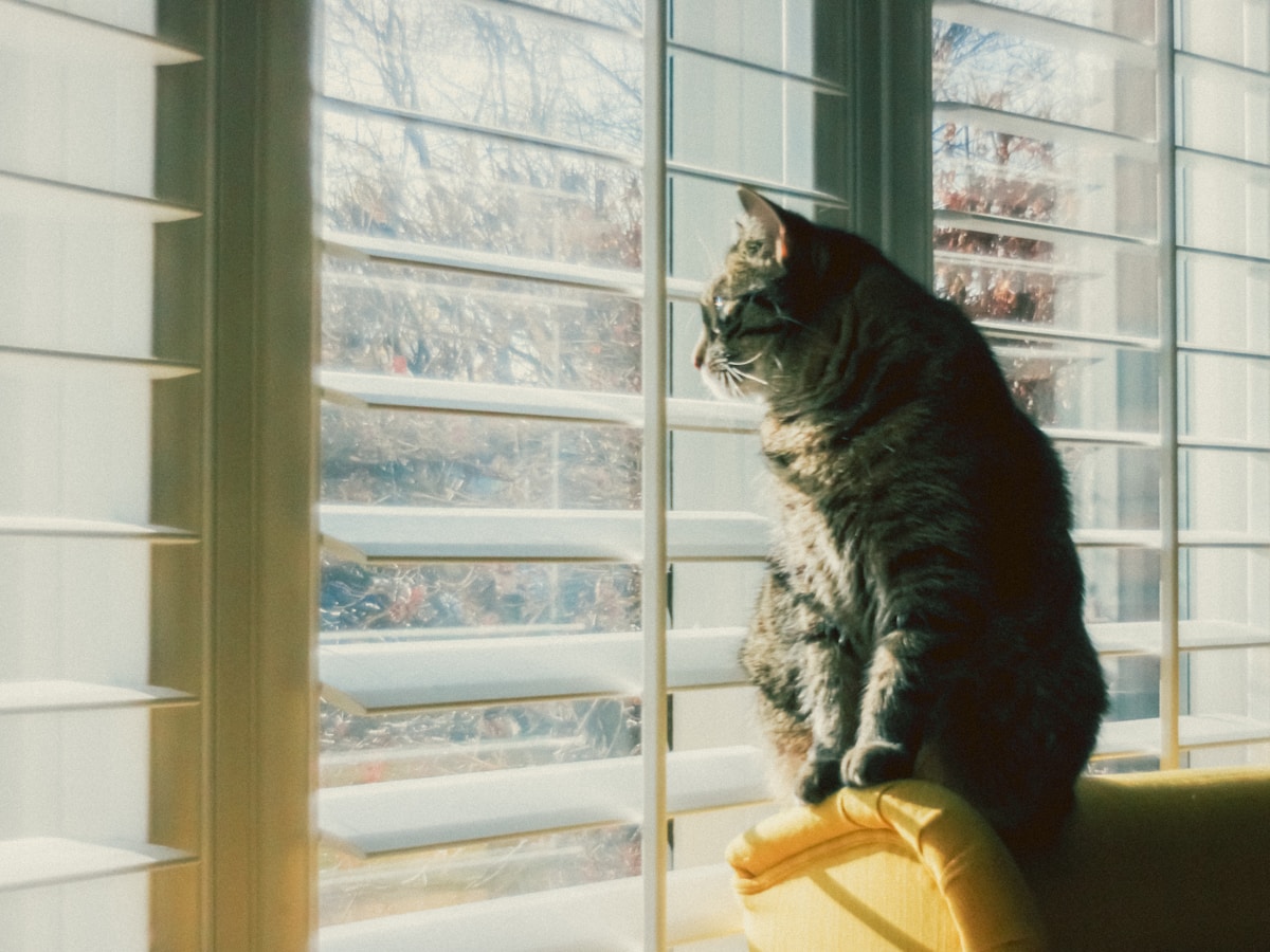 Chat tigré assis sur un coussin jaune devant une fenêtre enneigée.
