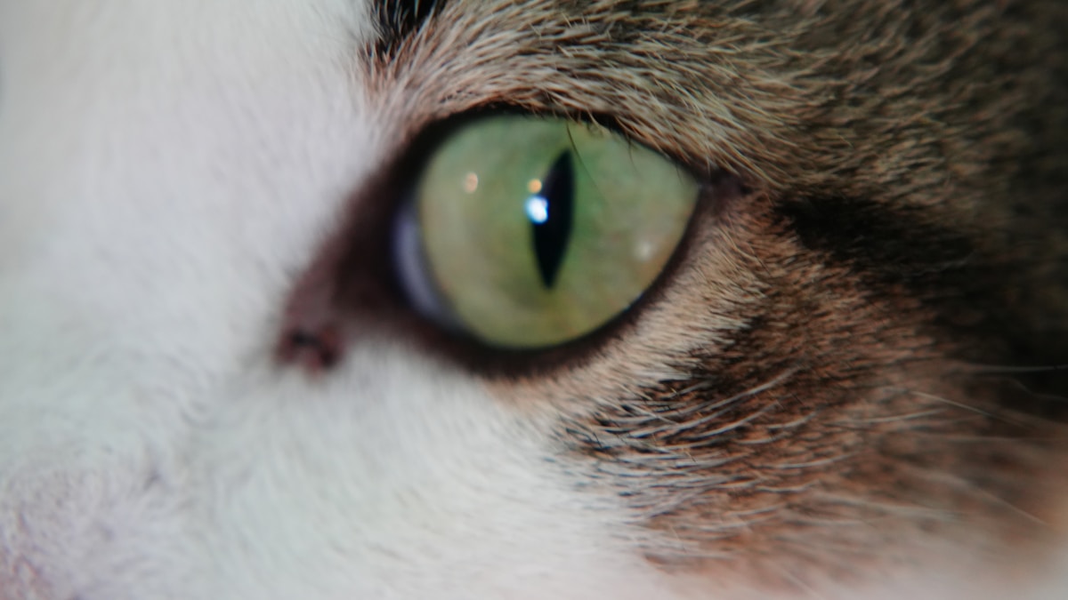 a close up of a cat's green eyes