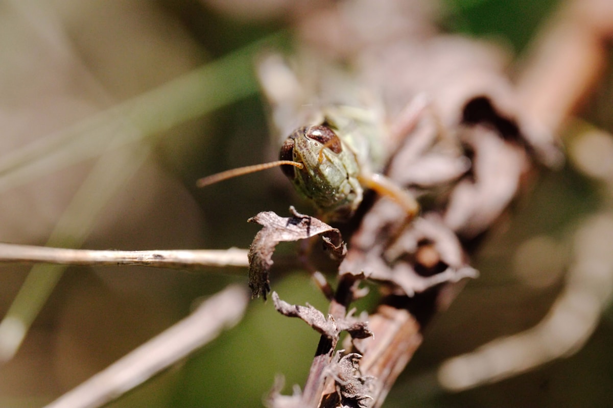 Gros plan sur une grenouille camouflée dans la végétation.