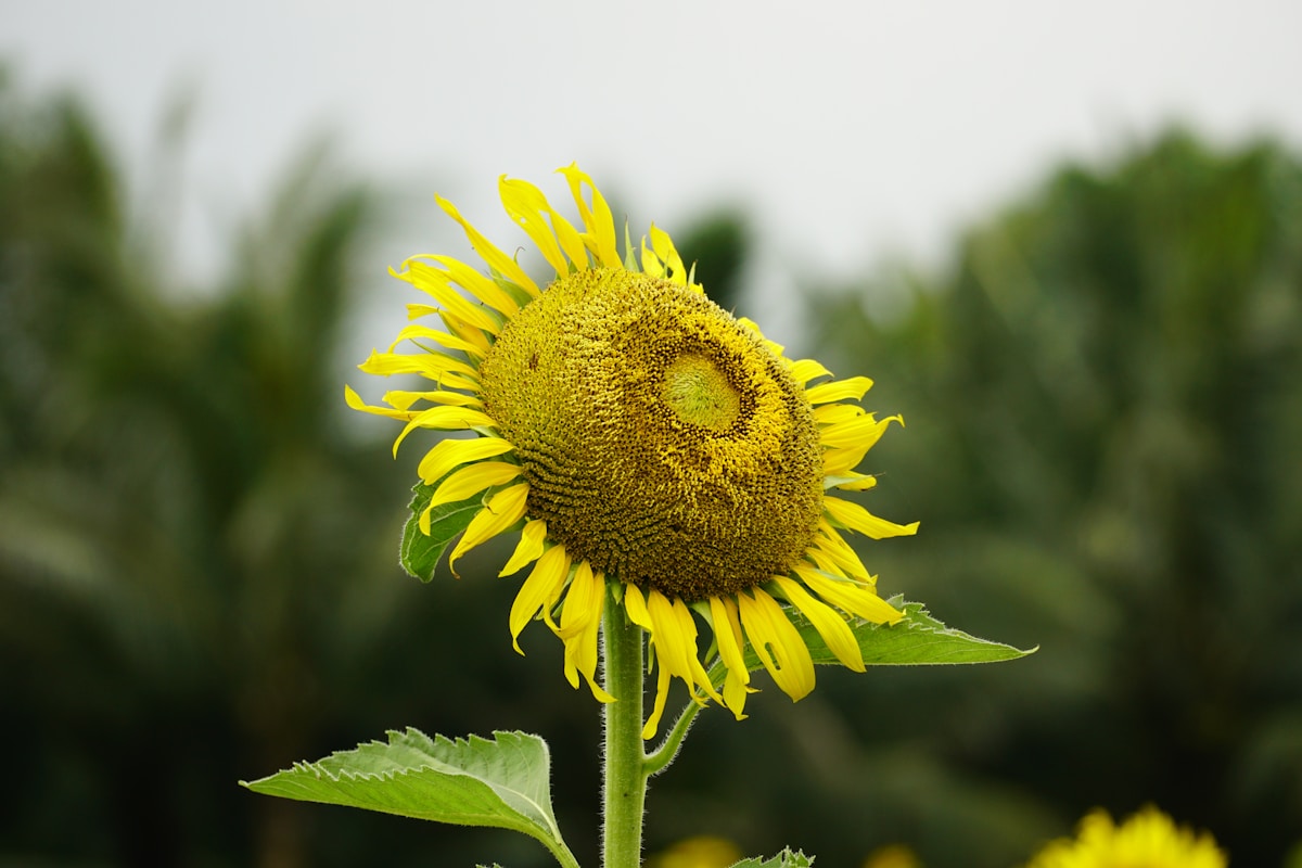 a yellow sunflower with a green leafy background