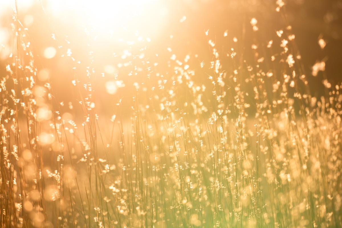 Herbe dorée brillante sous la lumière du soleil couchant.