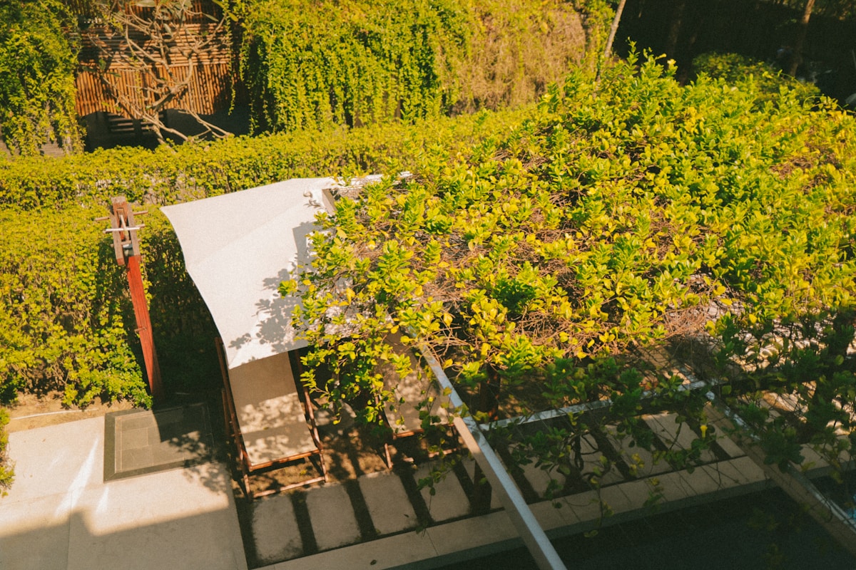 Green plants growing on a rooftop garden.