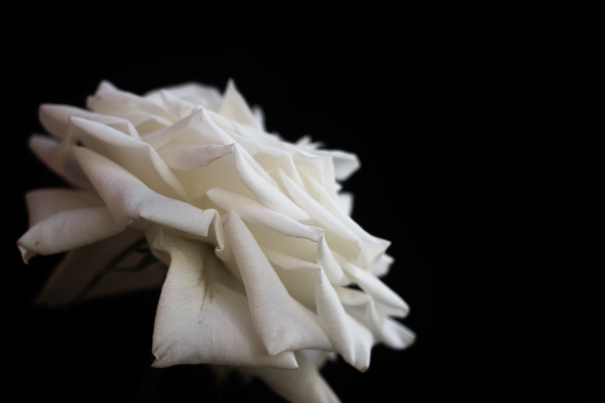 a white rose with a black background