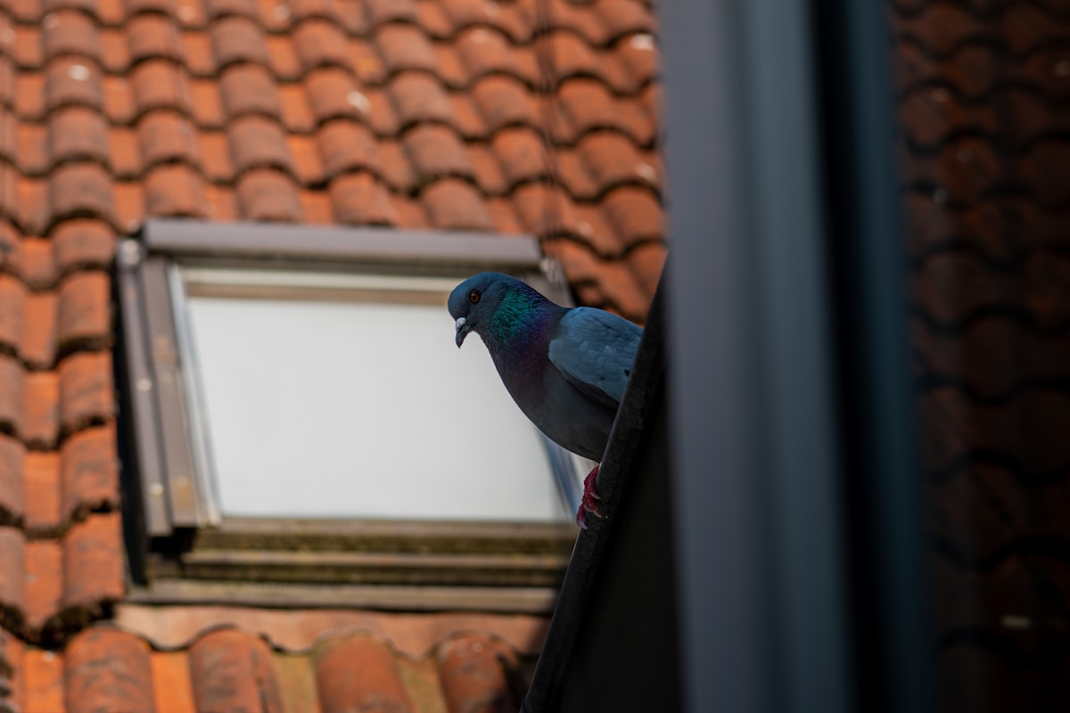Pigeon bleu perché sur un cadre vide devant un mur de tuiles rouges.