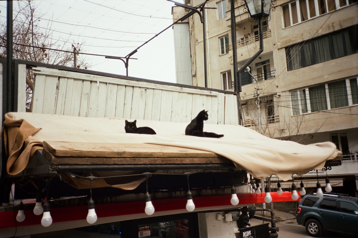 Deux chats noirs sur une structure en bois dans une rue urbaine.