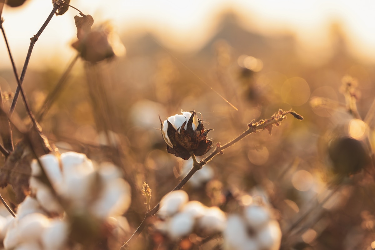 Fleur de coton sauvage dans la lumière dorée du soir.