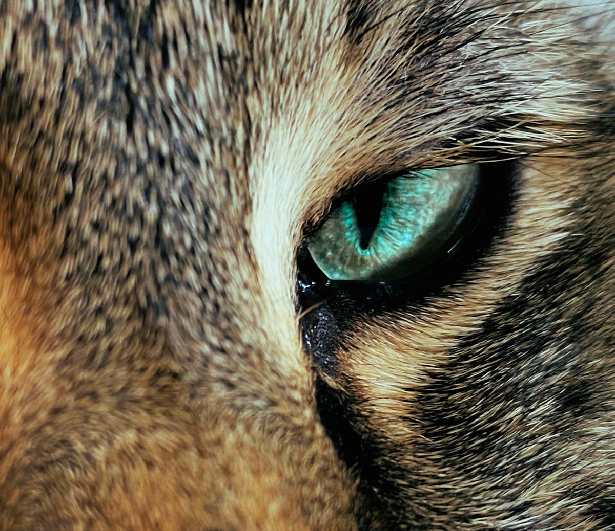 Gros plan d'un oeil de chat aux iris bleu-vert brillants.