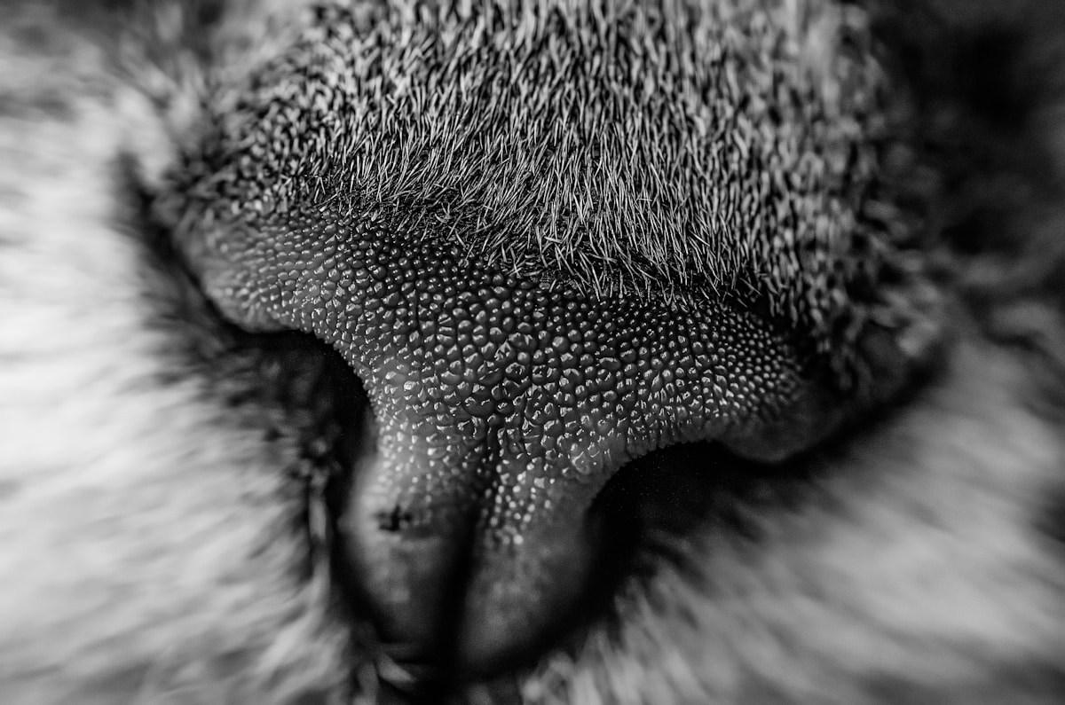 a black and white photo of a cat's nose
