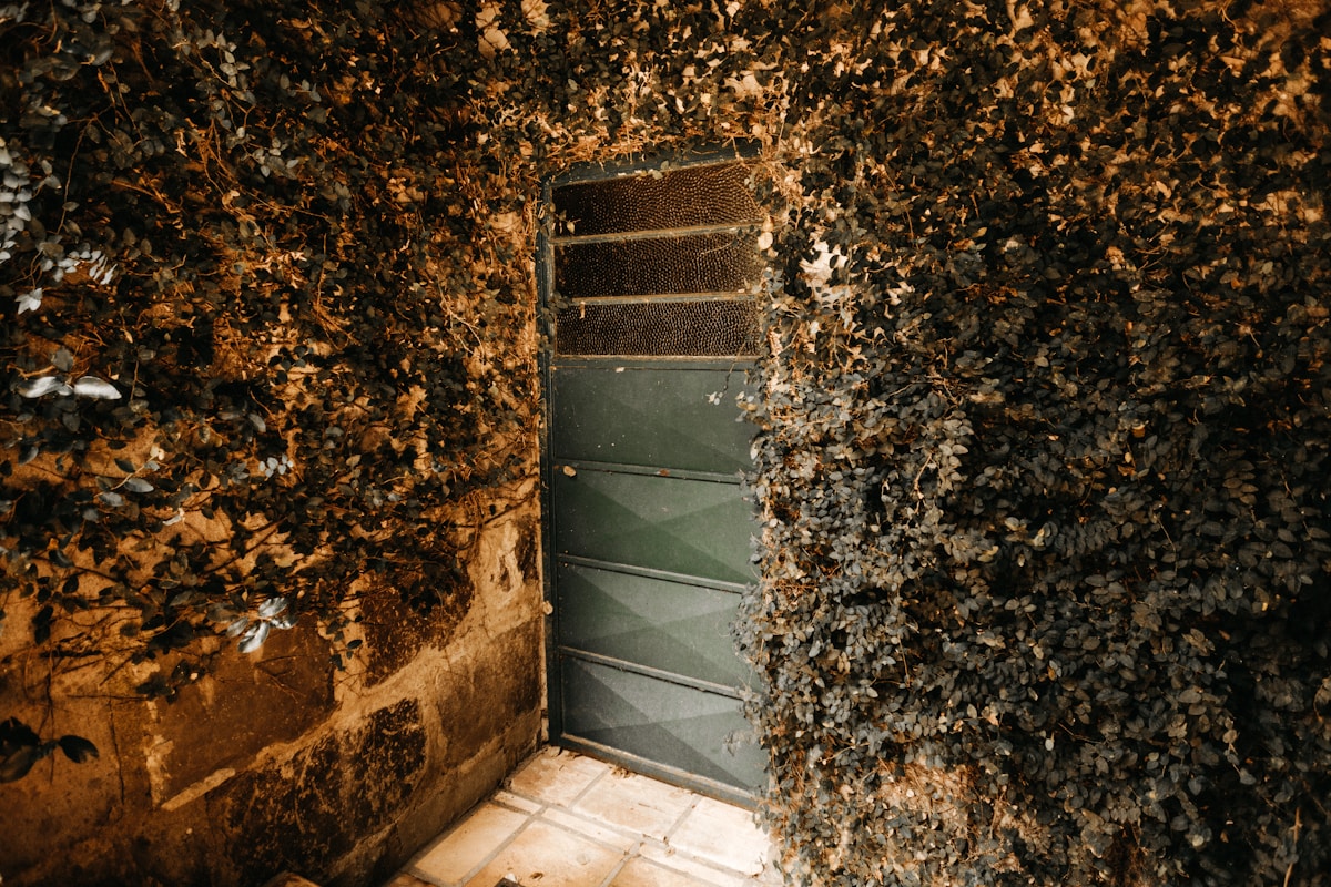 Porte verte dans un décor automnal avec feuilles mortes.