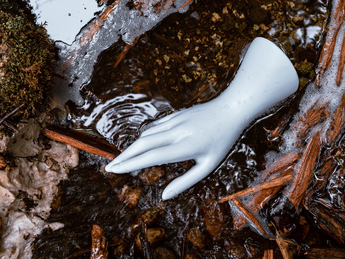 Champignon blanc et lisse flottant dans l'eau boueuse.