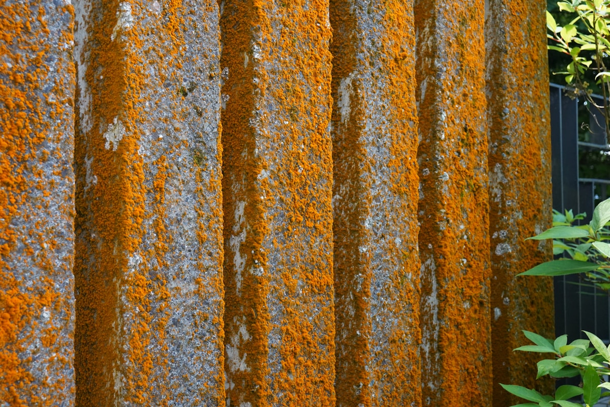 Écorce d'arbre recouverte de lichen orange vif.