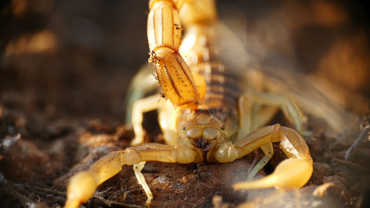 Un scorpion jaune avec son dard levé, gros plan.