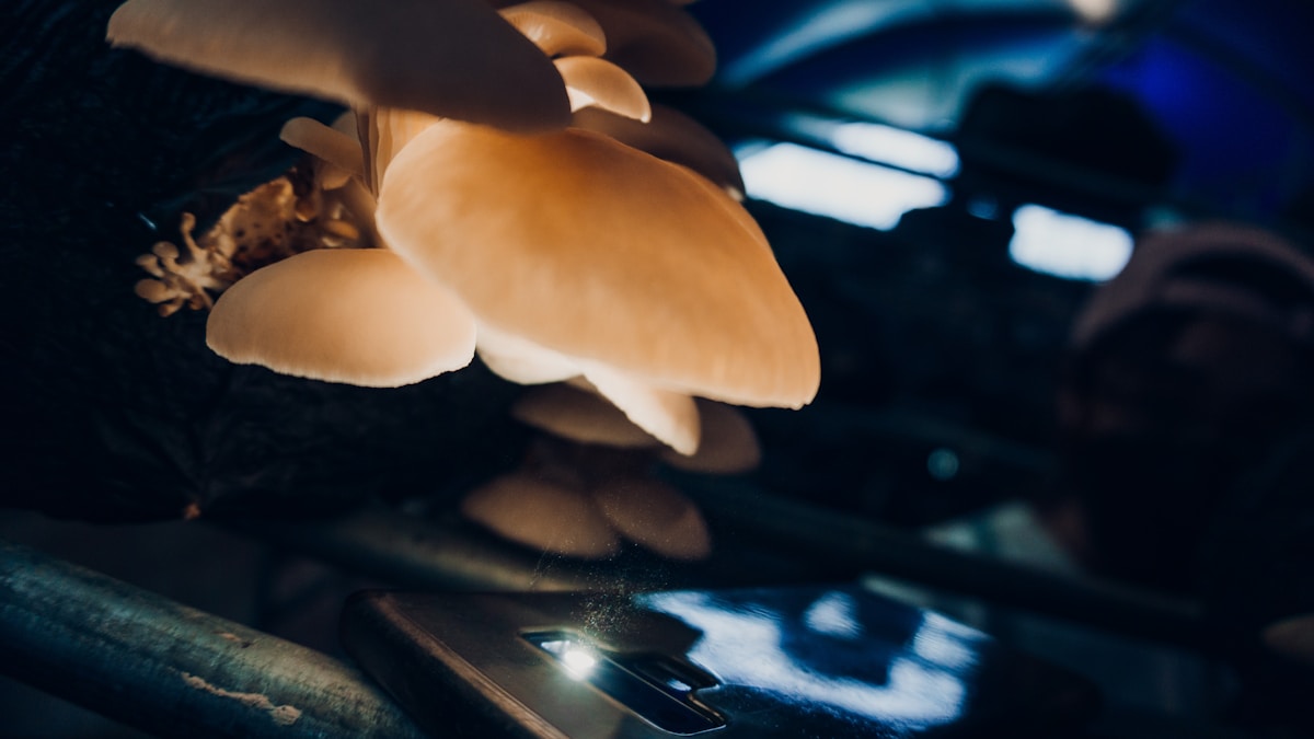 Un champignon gros plan sur un téléphone portable.