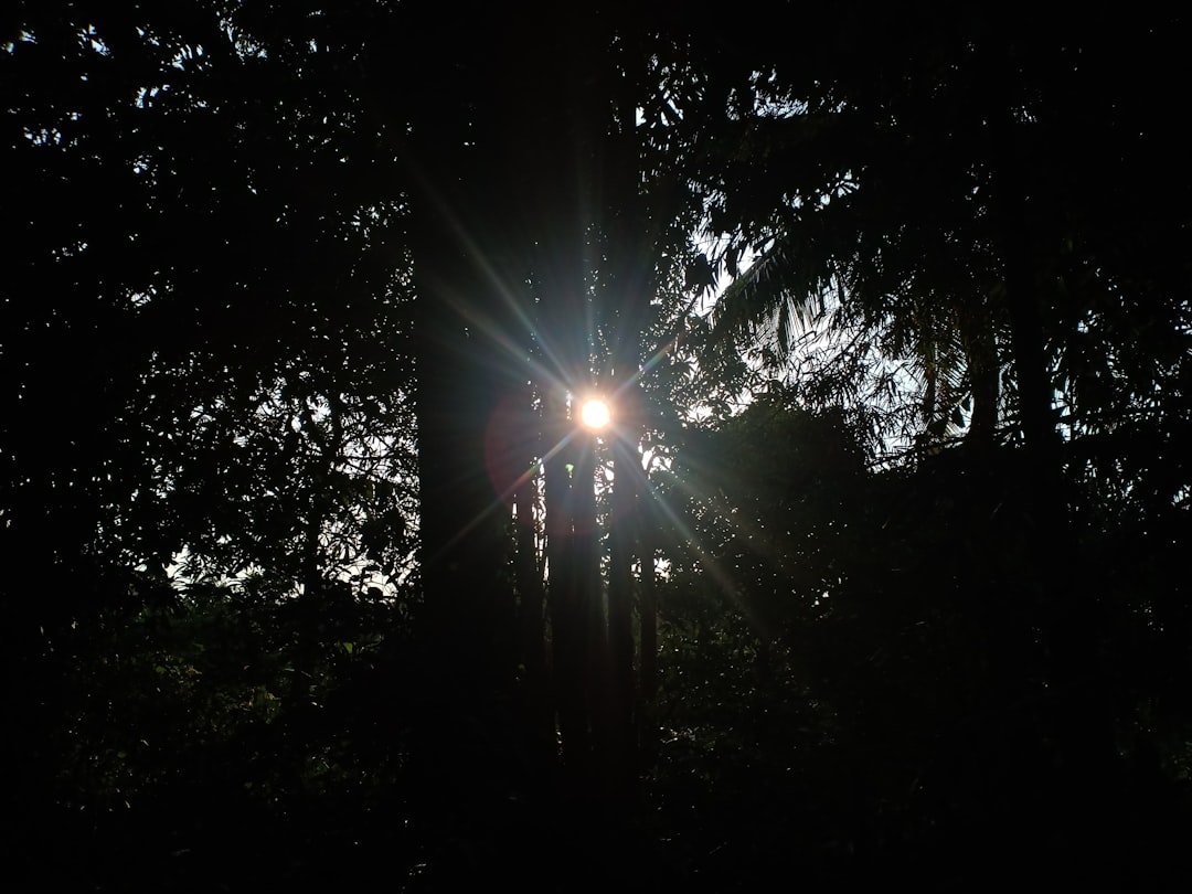 Think of someone standing at a fork in the road in a lush forest, looking down each path, trying to make a big decision.