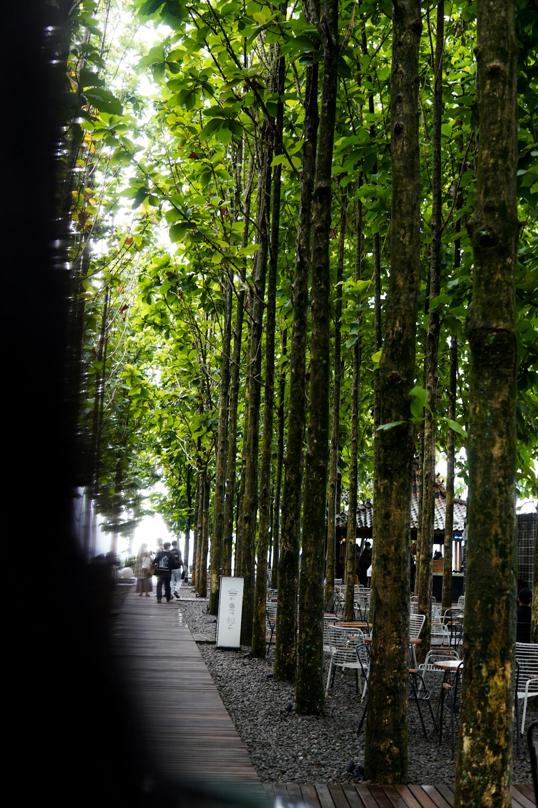 Une vue paisible d'une rue bordée d'arbres à Vertou près de Nantes, évoquant un trajet calme et accessible vers le cabinet. Photo par Kateryna Hliznitsova sur Unsplash.
