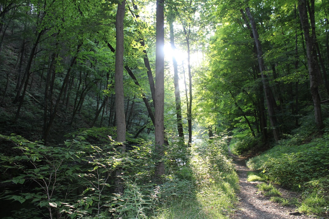 Un chemin baigné de soleil qui serpente dans une forêt verdoyante. C'est le symbole parfait du parcours vers la guérison : un cheminement personnel, à son propre rythme, vers la lumière et le bien-être.