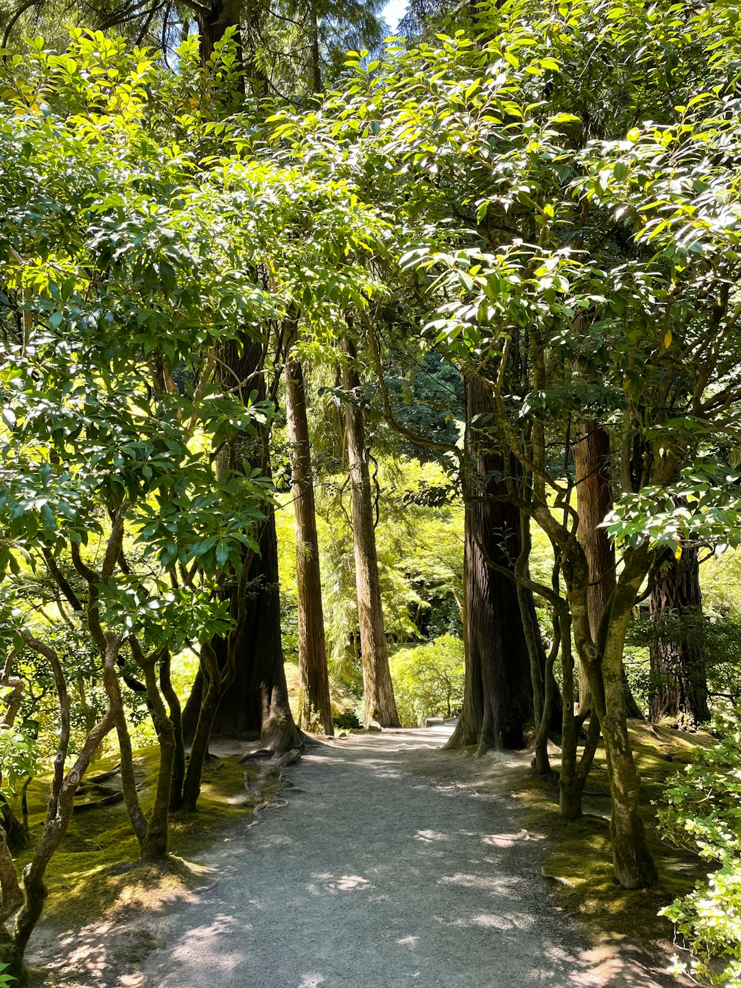 Un chemin de terre qui serpente au cœur d'une forêt verdoyante, une belle image du parcours personnel vers le mieux-être et la sérénité.