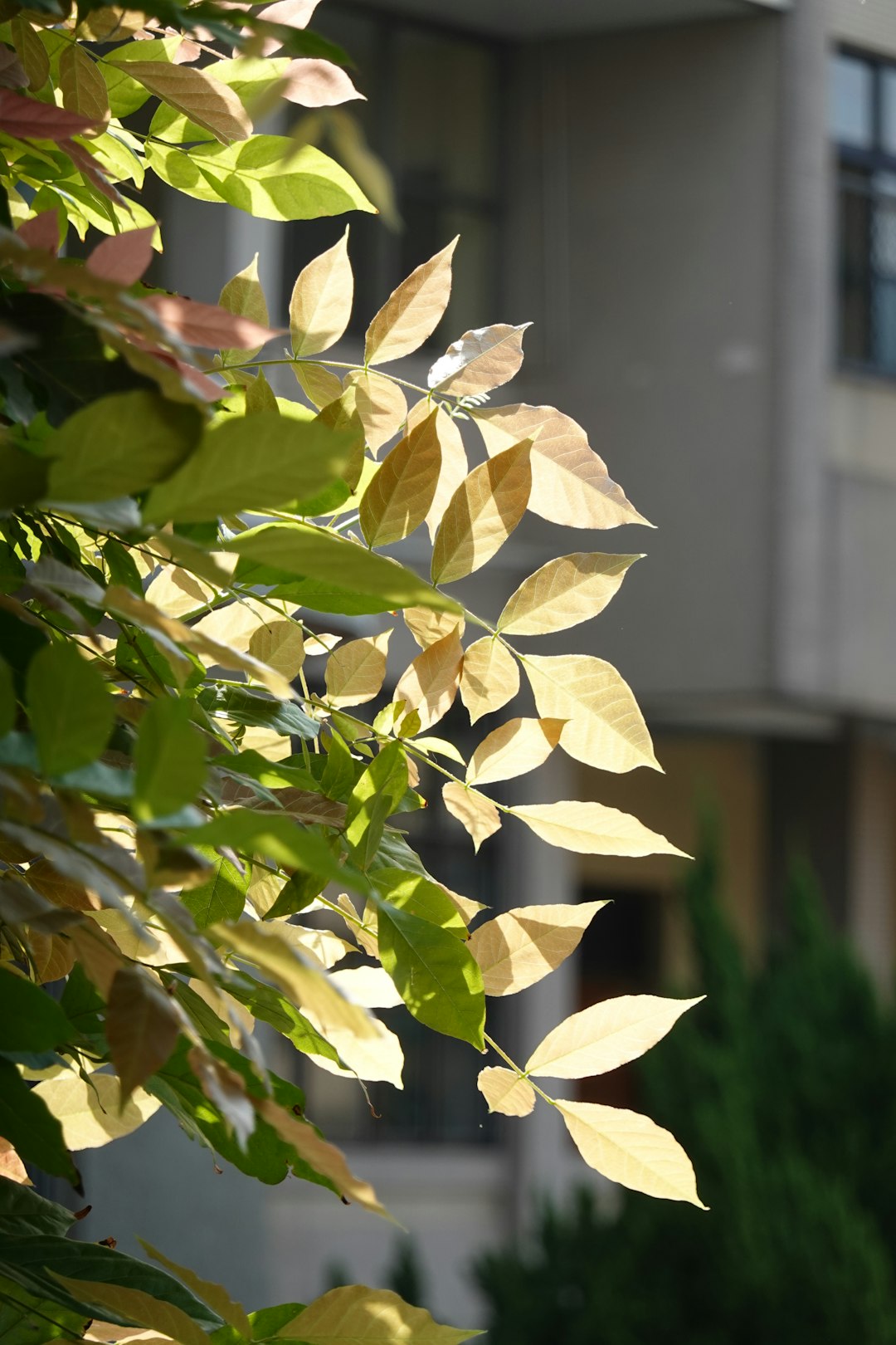 Quelques feuilles de basilic frais et lumineux posées sur une surface en marbre blanc.