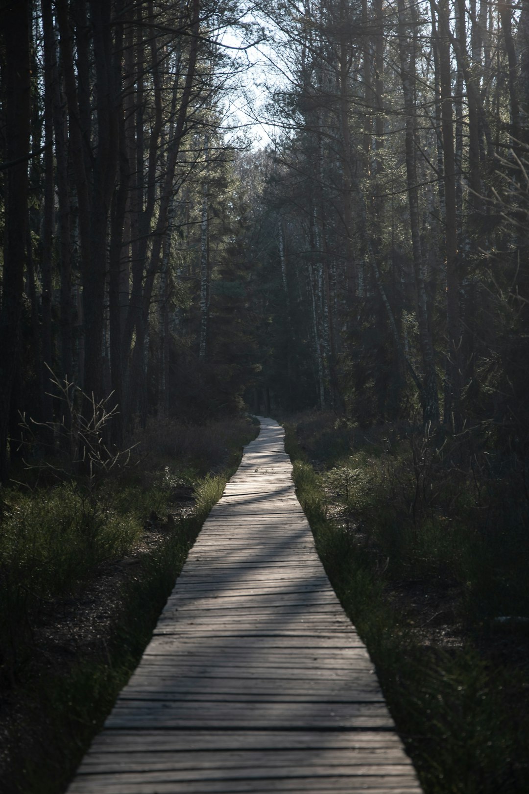 Someone standing at a fork in a forest path, perfectly capturing that feeling of having to choose which way to go with your website.