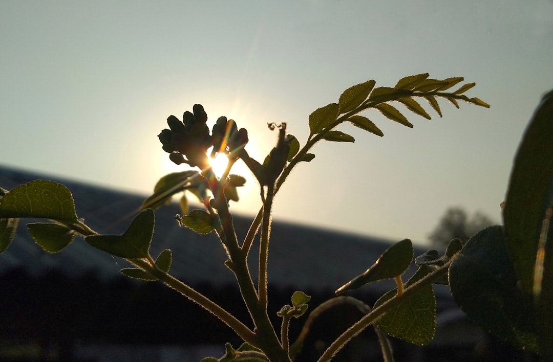 Une plante en pot qui grandit progressivement, symbolisant l'évolutivité. L'éclairage est doux et naturel.