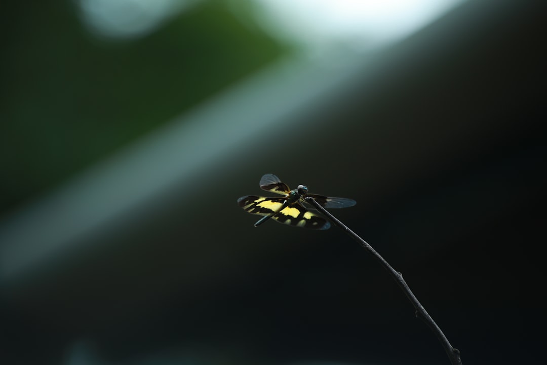 Une personne qui actionne une moustiquaire plissée avec facilité, montrant la fluidité du mécanisme.