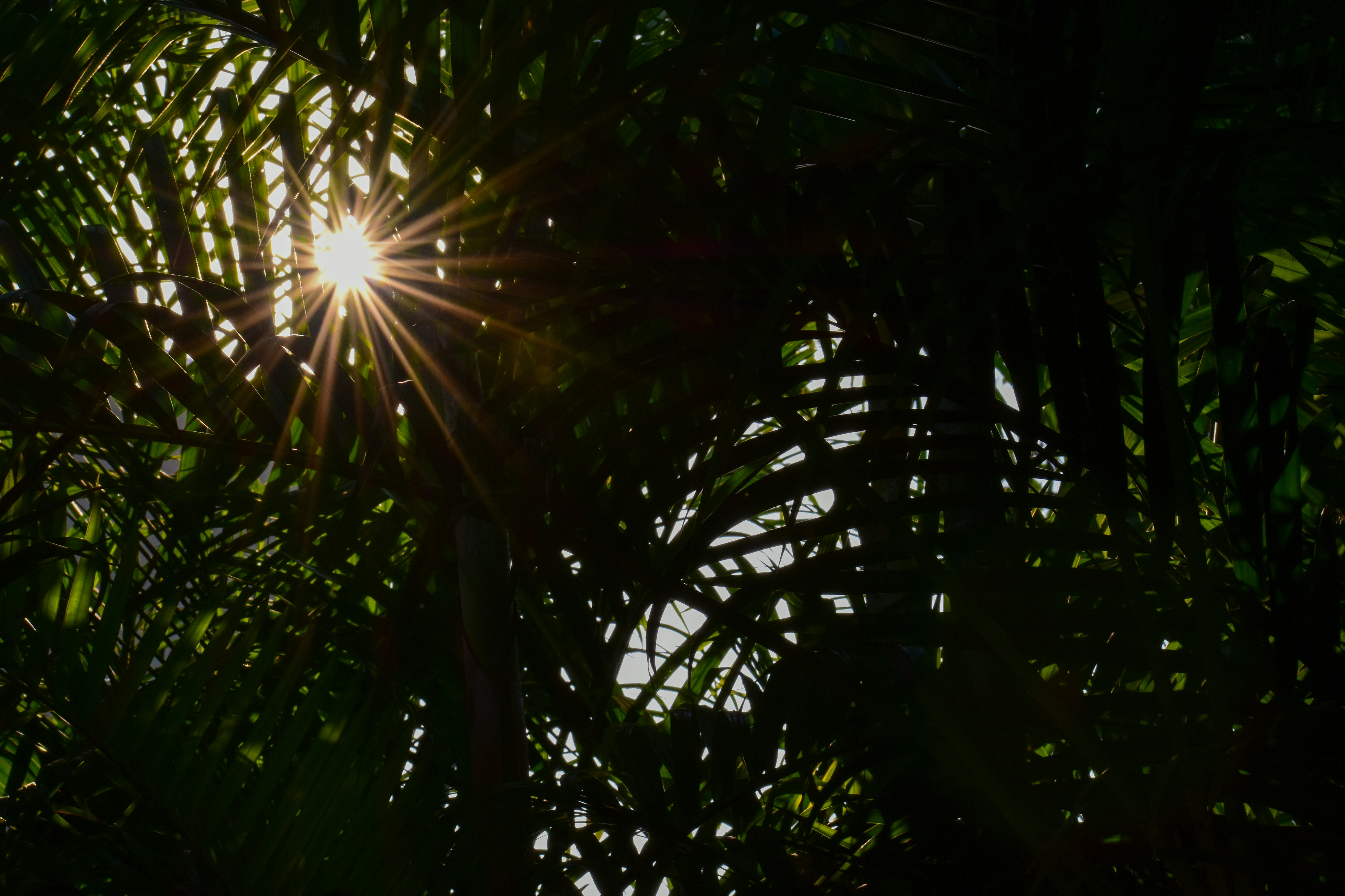 Gros plan sur des pieds pendant une séance de réflexologie, les mains d'un praticien appliquent une pression sur des points spécifiques.