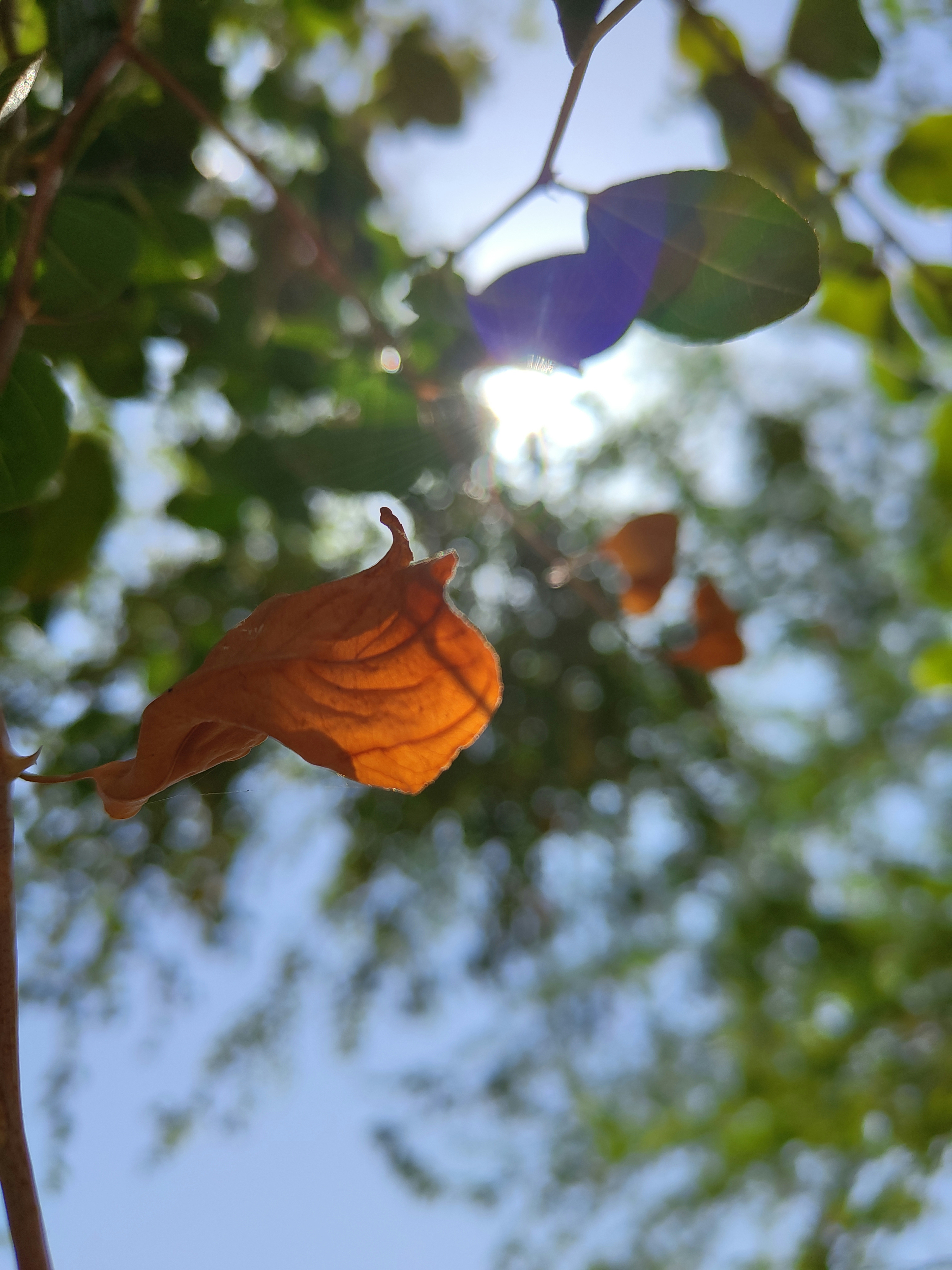 Des feuilles de yerba maté vertes et luxuriantes, séchant au soleil.