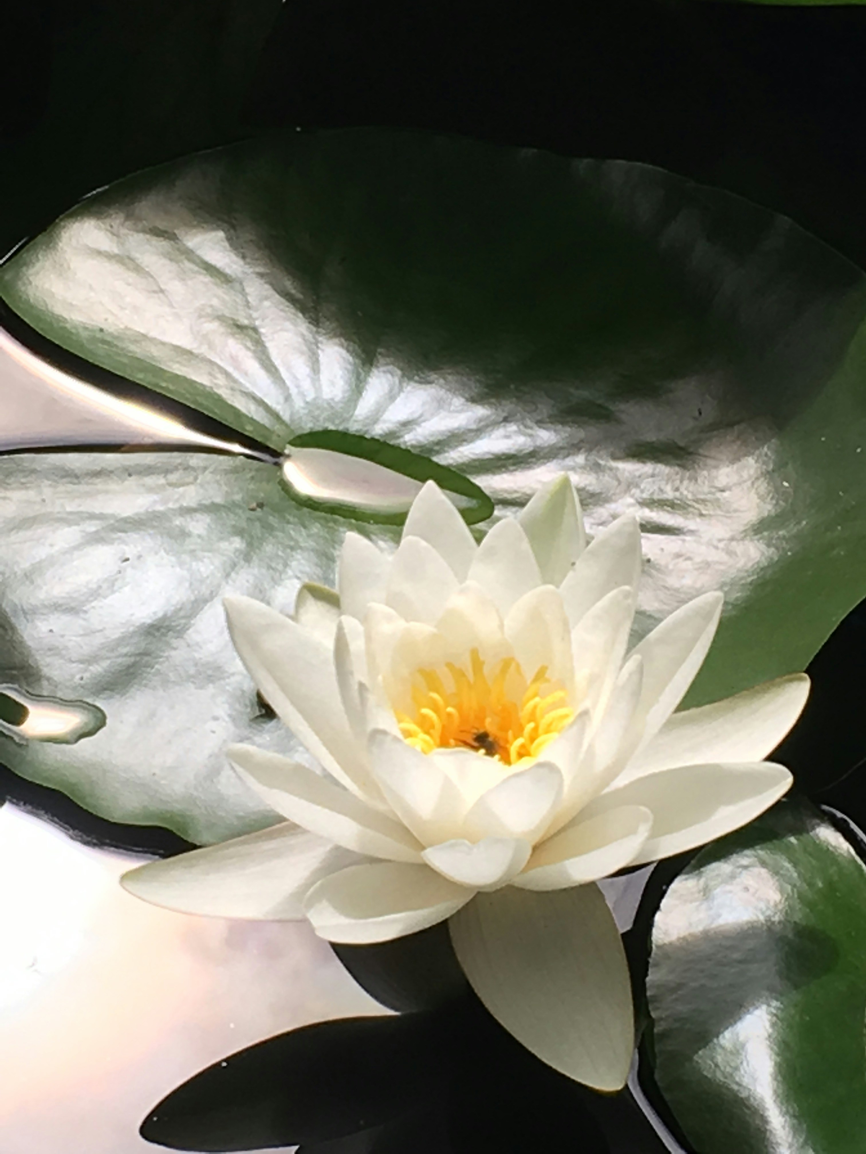 Une femme assise en position du lotus, les yeux fermés, méditant paisiblement dans un cadre naturel et lumineux.