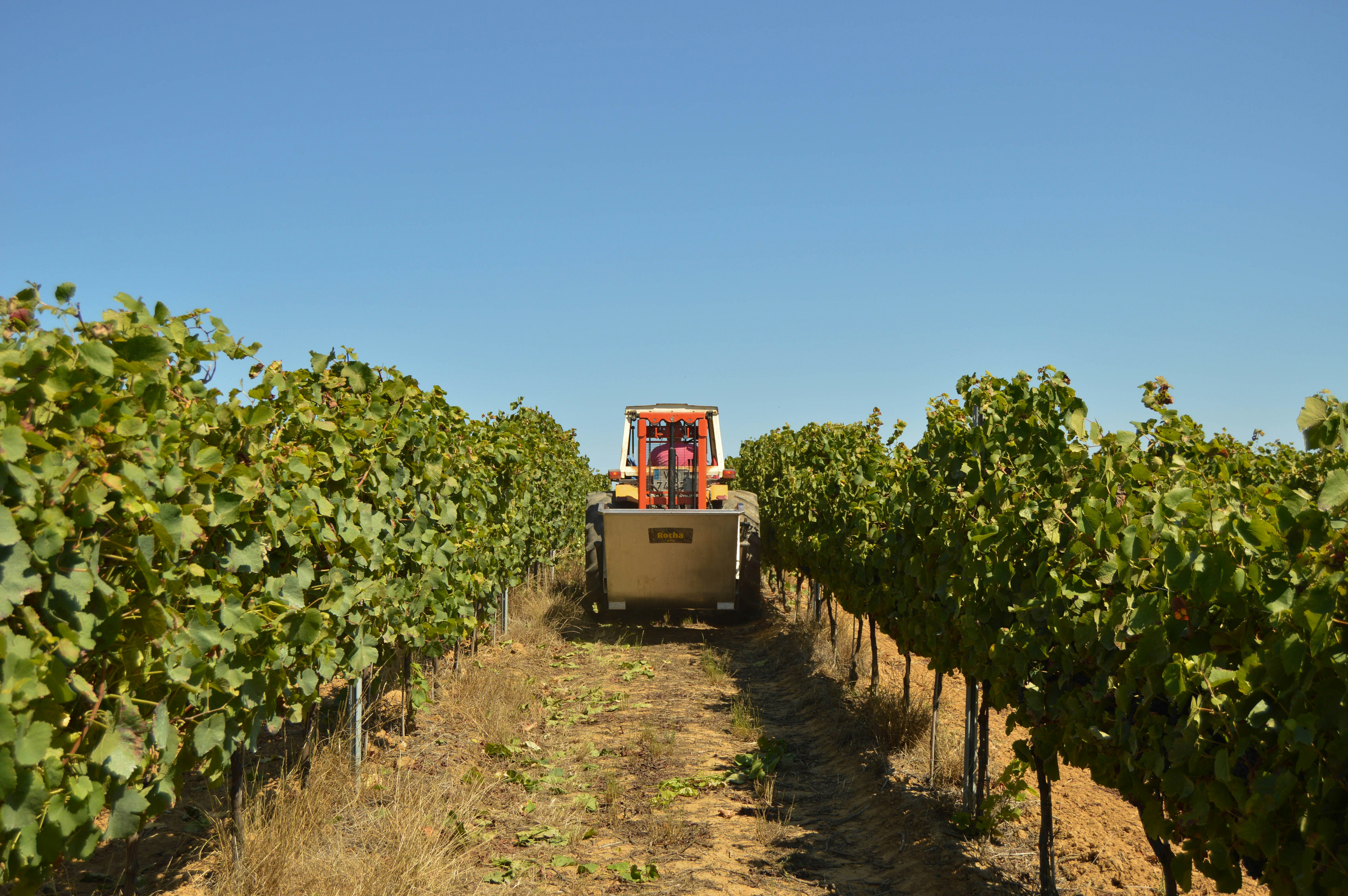 Un tracteur enjambeur travaillant dans un vignoble en pente, montrant l
