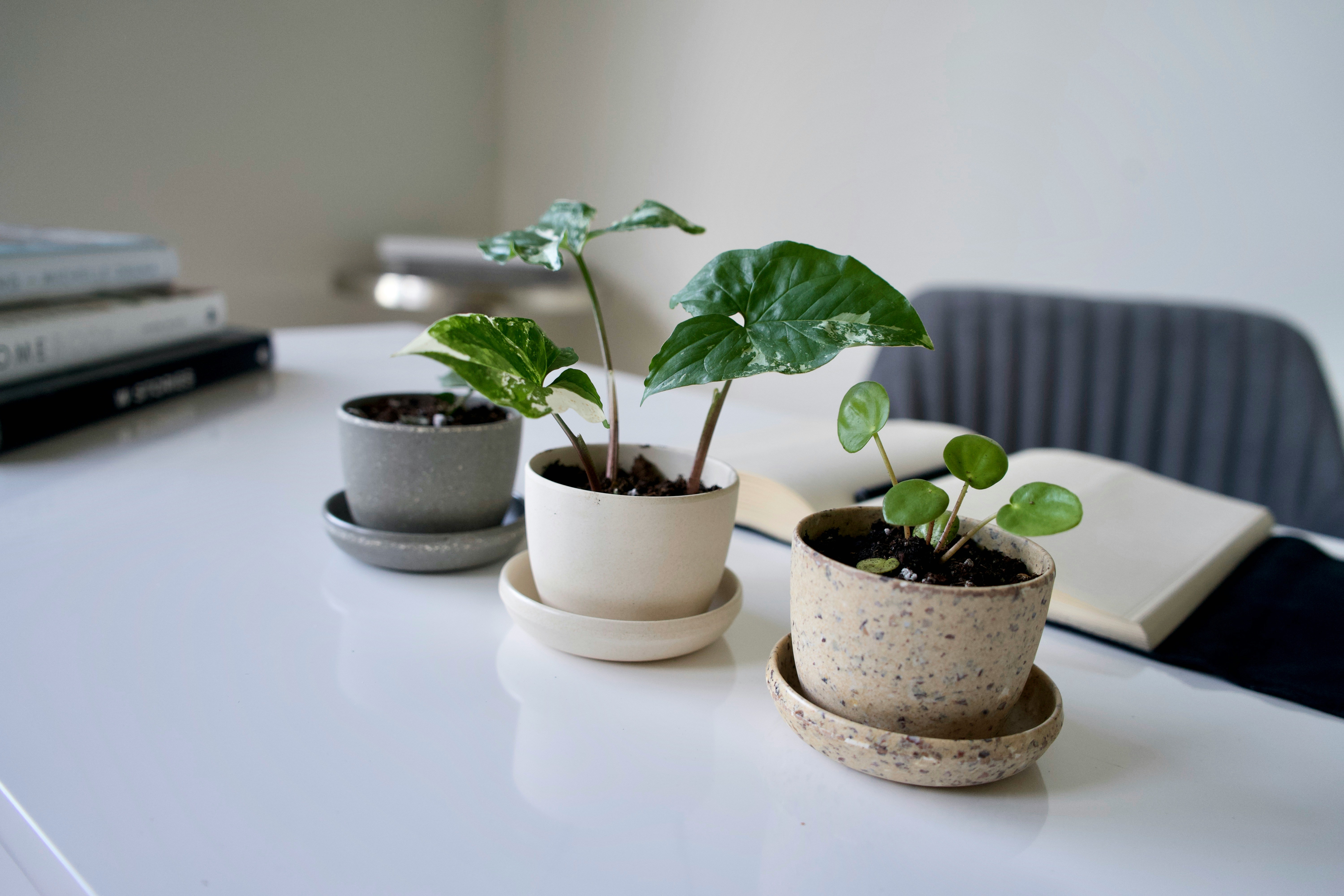 Un petit appartement stylé avec plusieurs plantes suspendues et de petites plantes en pot sur des étagères, montrant l'utilisation intelligente de l'espace vertical.