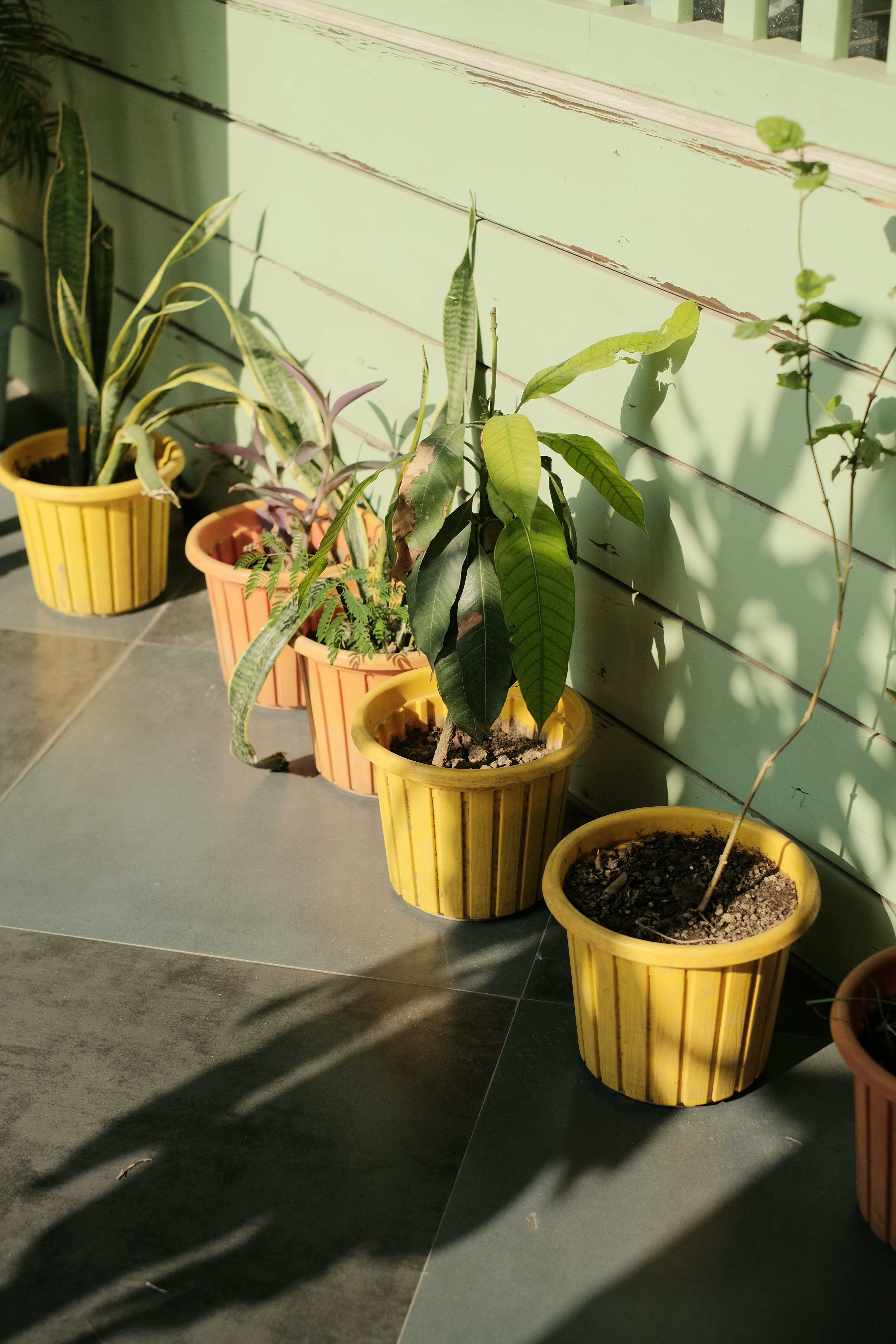 L'intérieur d'un restaurant chic et moderne, où de grandes plantes élégantes dans des pots design instaurent une ambiance à la fois sophistiquée et naturelle.
