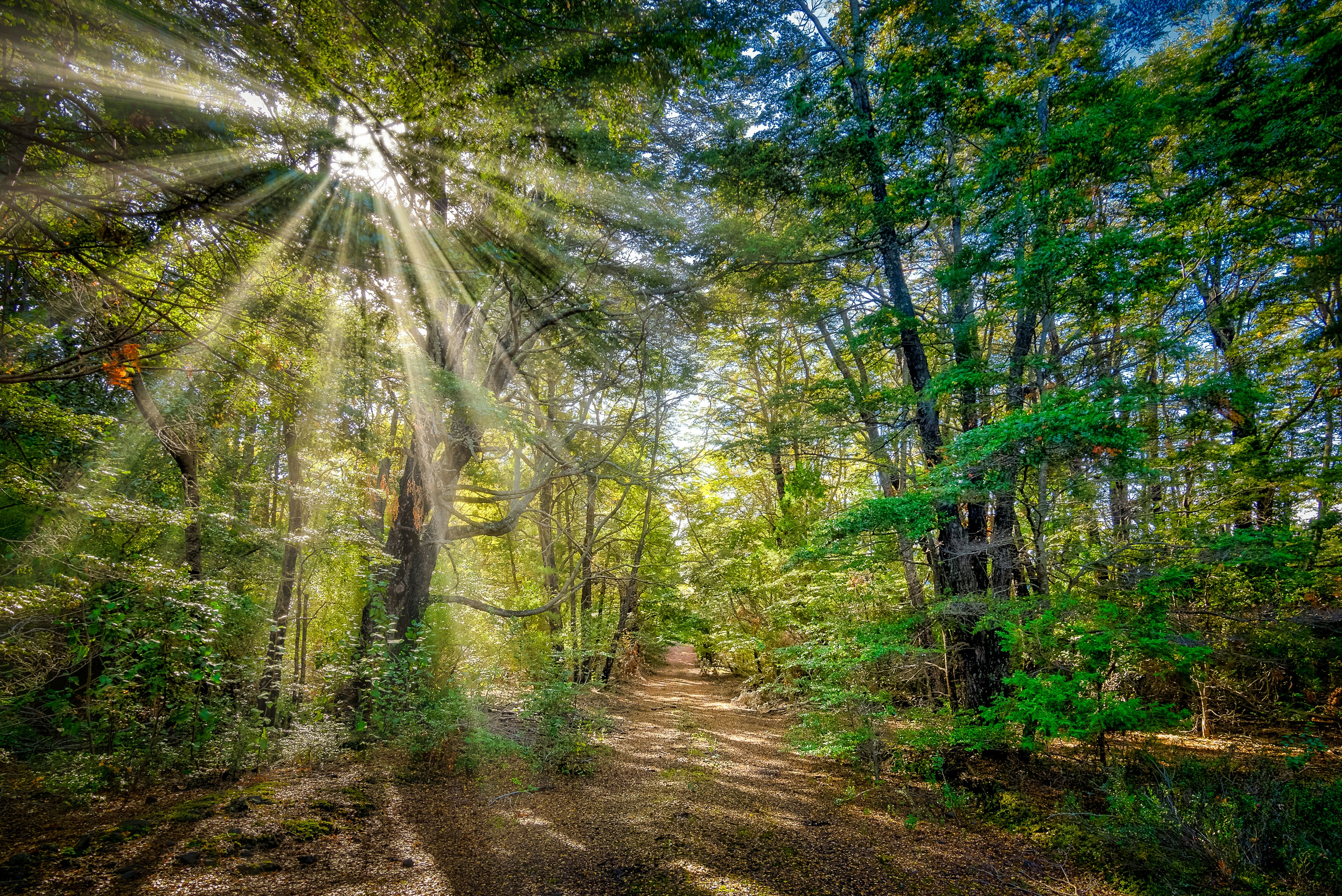 A path in a forest that splits in two, which is a perfect visual for the choice between a free and a premium plan.