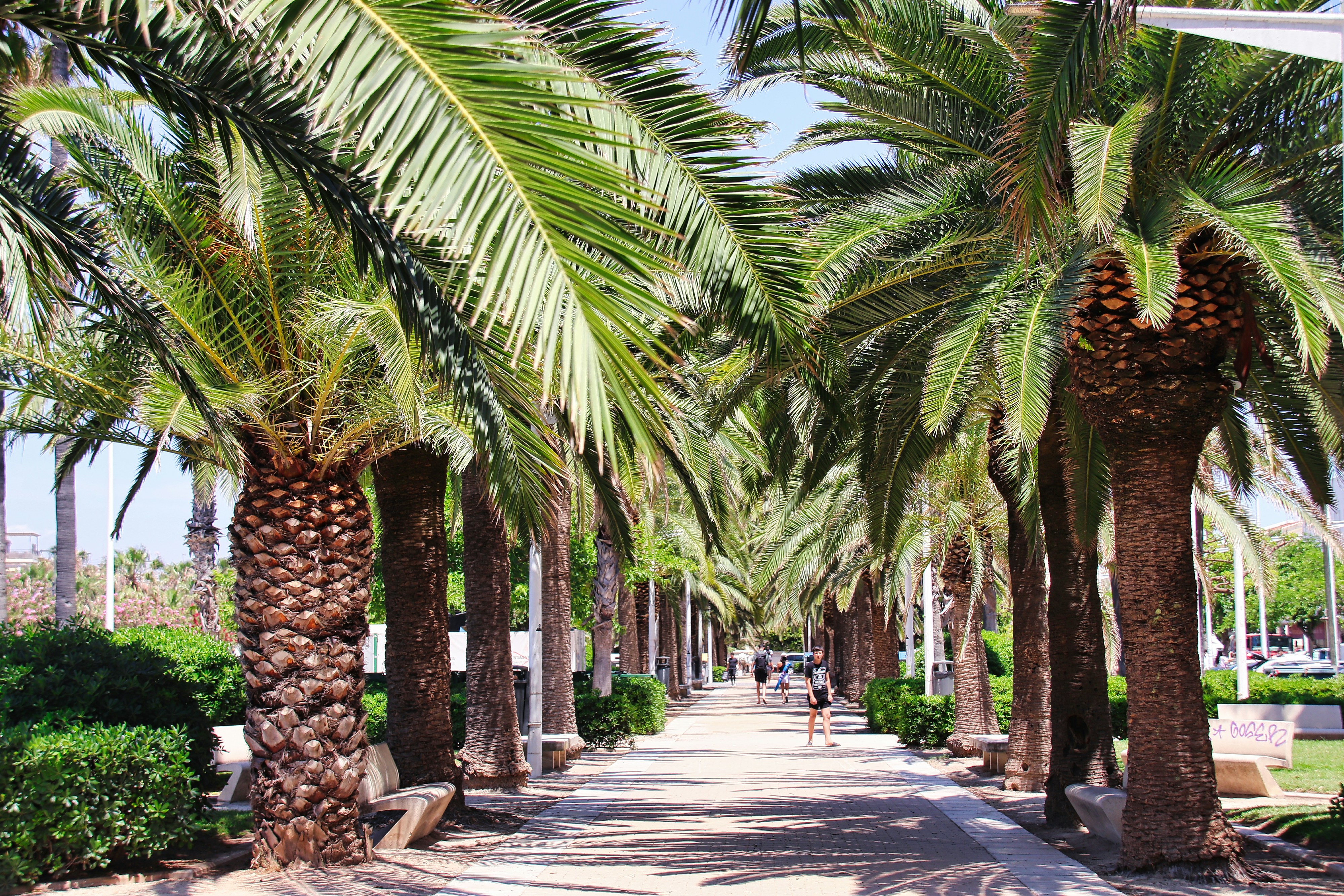 Une rue commerçante baignée de soleil, avec des palmiers et des boutiques de mode sympas.