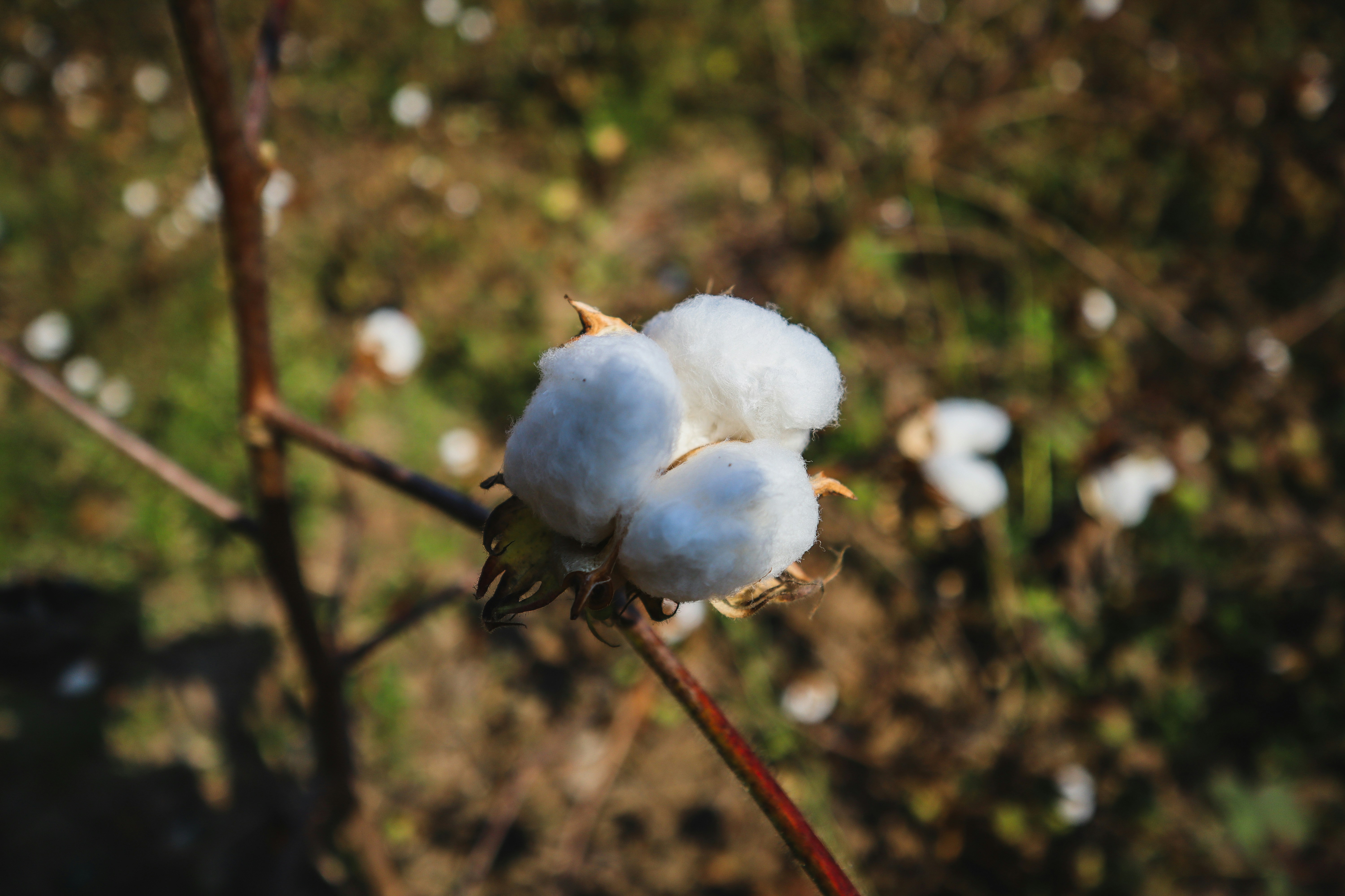 Gros plan sur des fibres de coton biologique brut, symbolisant les matériaux naturels et durables utilisés dans la mode éthique.