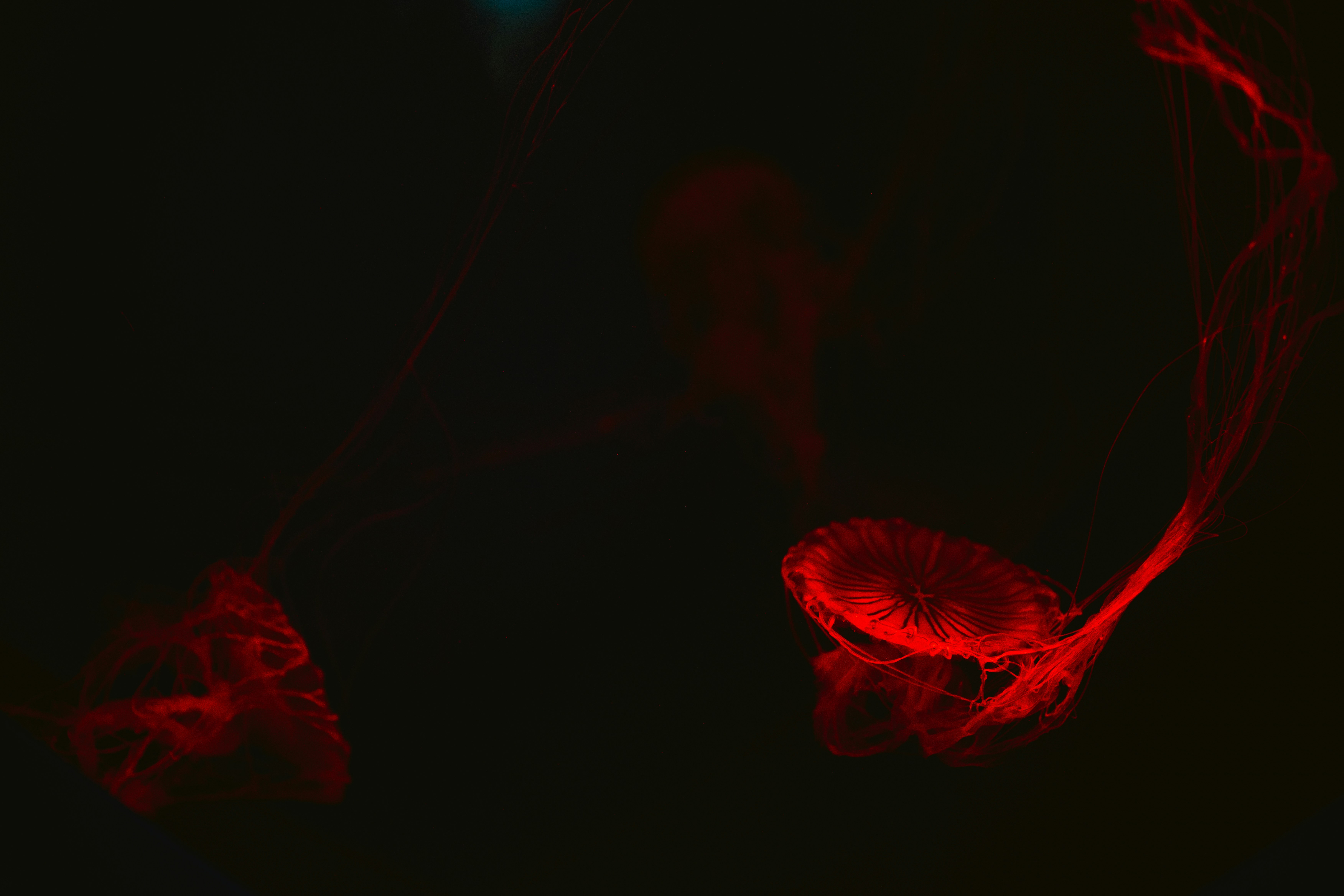 Diagram of human body outlining the nervous system focusing on the Vagus nerve connecting brain to gut