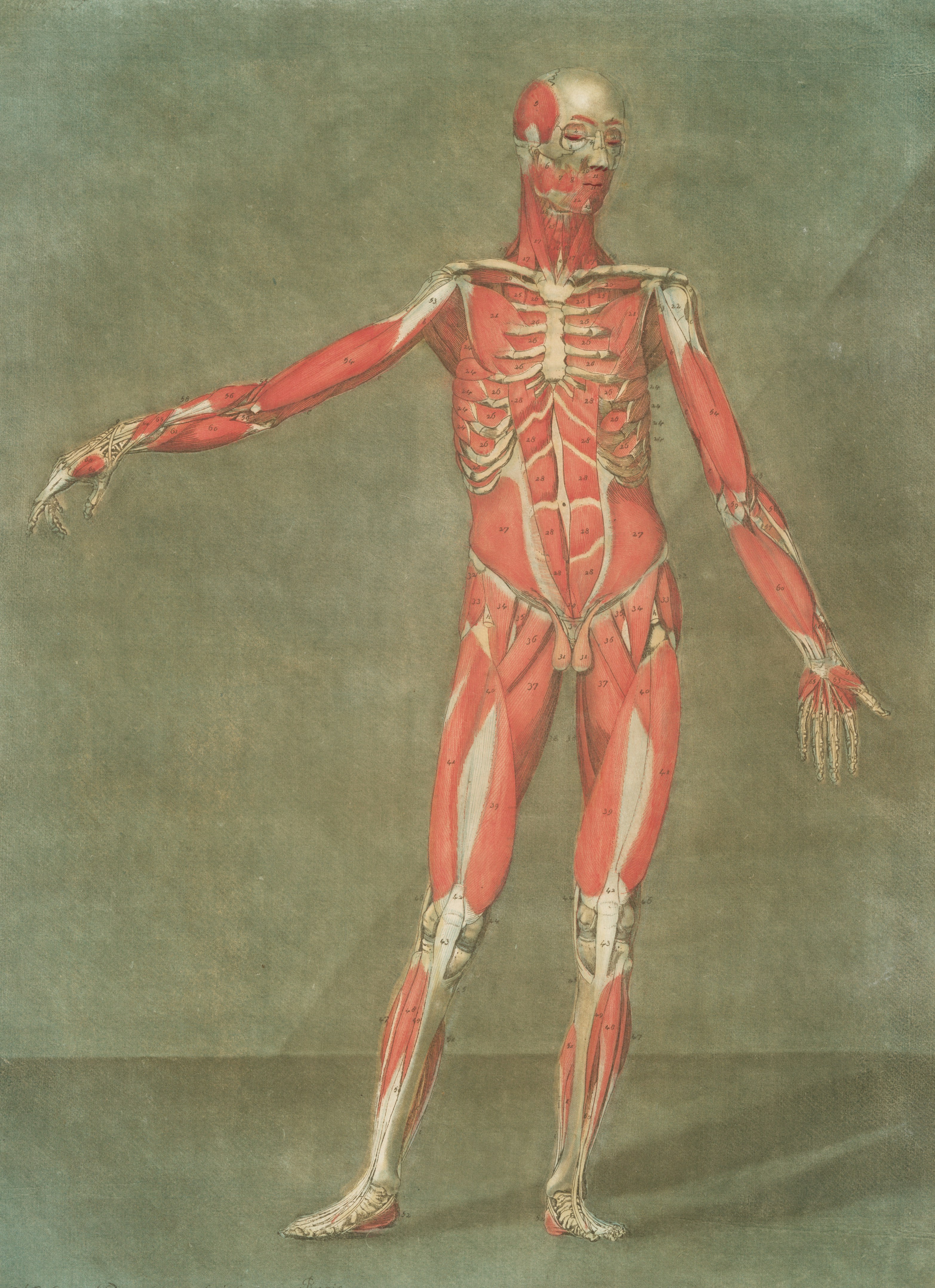 Anatomical illustration showing the interconnection of fascia throughout the human body explaining the holistic approach