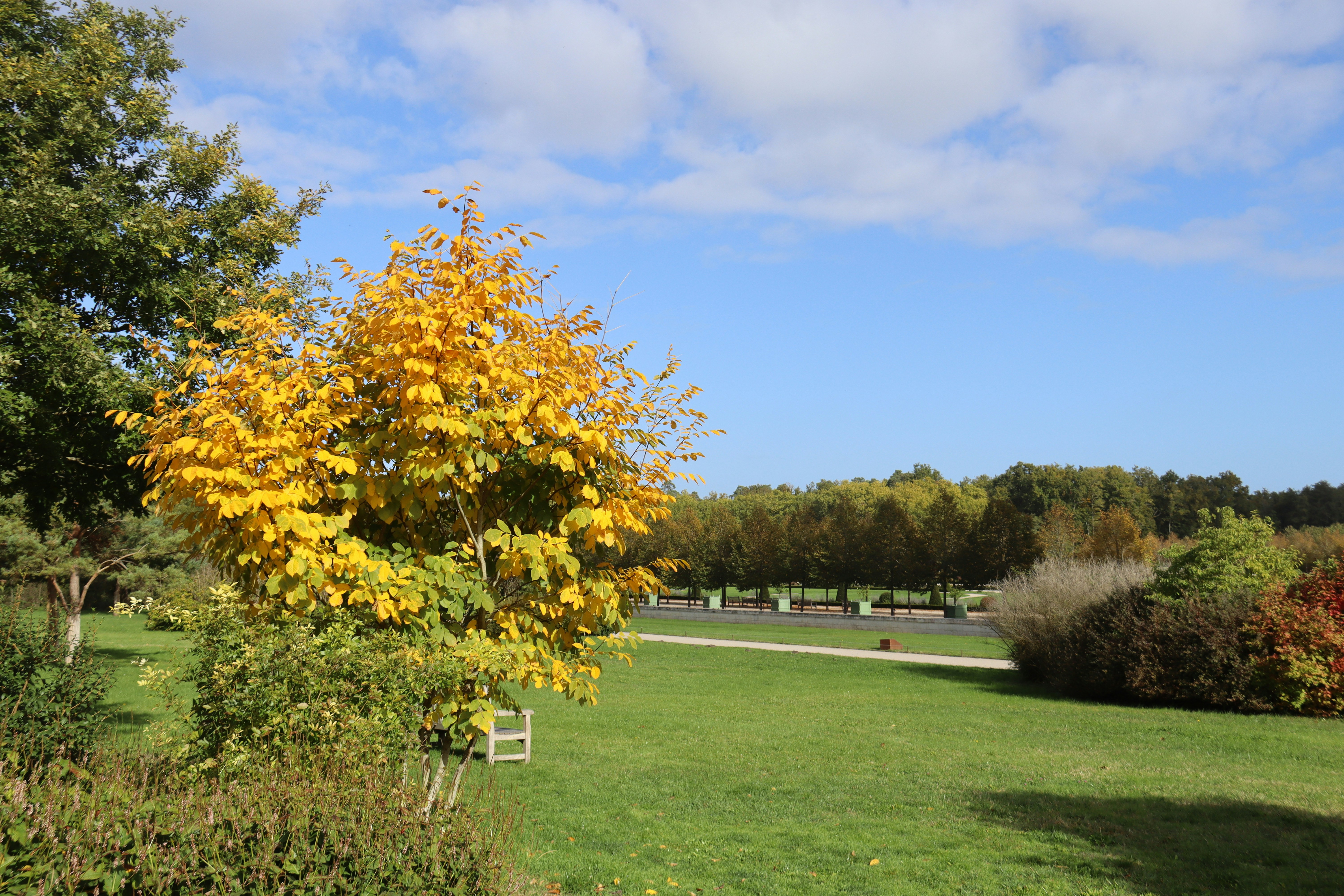 agent municipal using an electric weeding machine in a public park with autumn leaves