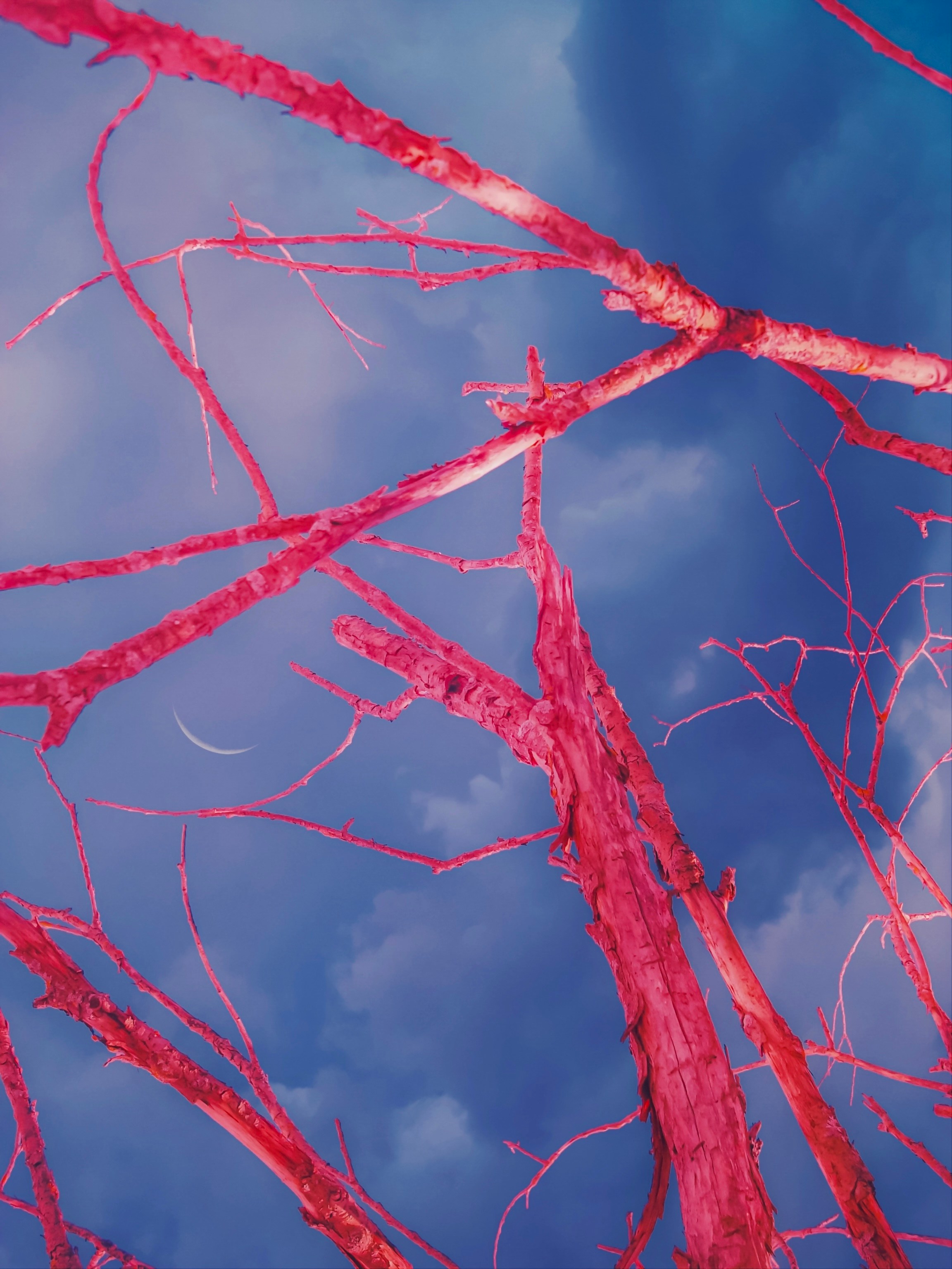 Human nervous system illustration highlighting the vagus nerve connection to organs