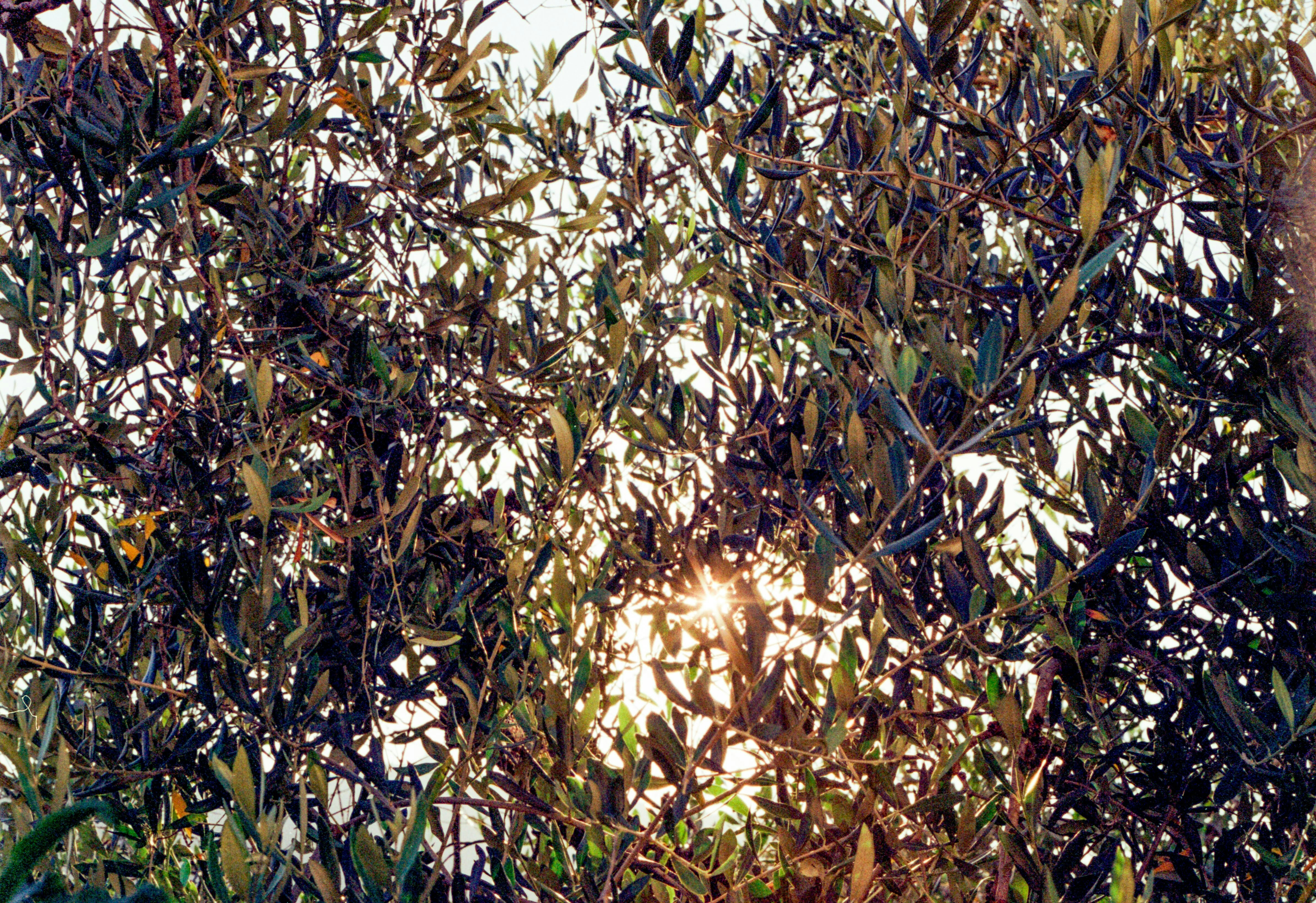 Tableau comparatif des types de peintures (Acrylique, Pliolite, Siloxane, Chaux) montrant caractéristiques et durabilité