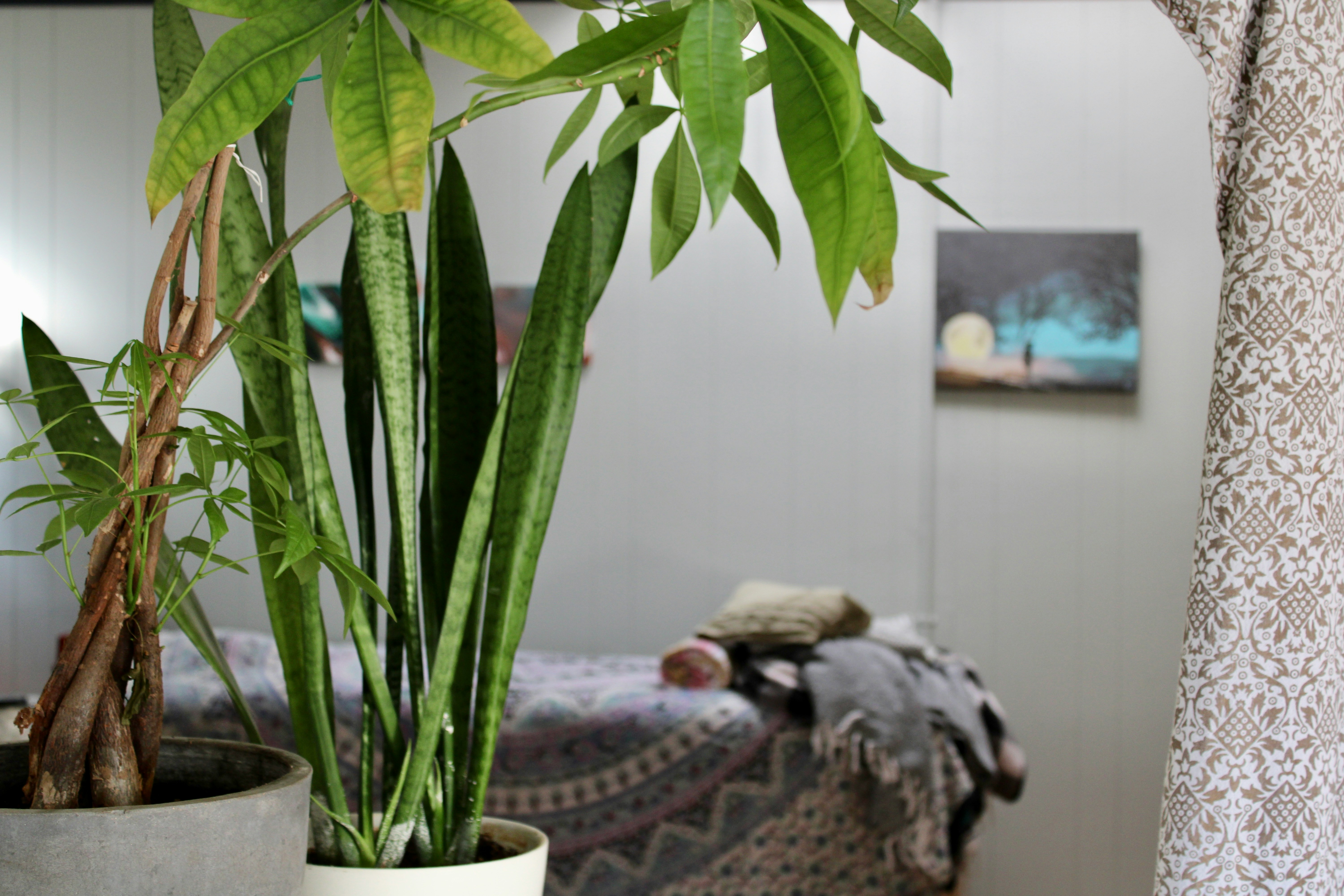 A calming photo inside a holistic therapy clinic showing an acupuncture chart on the wall and a massage table in a bright room with plants