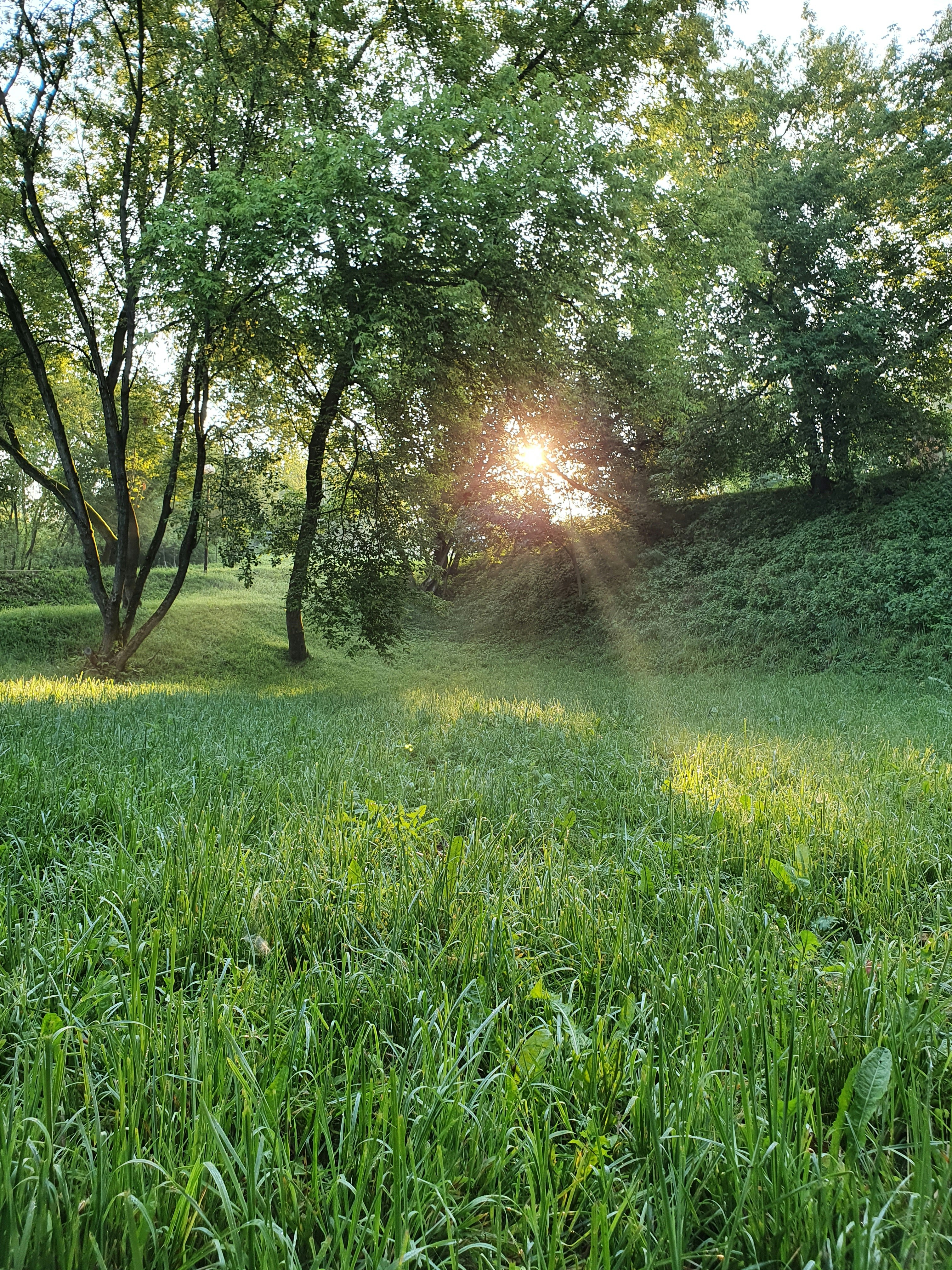 Green nature landscape around Vertou representing the calm environment of Maison Forêt